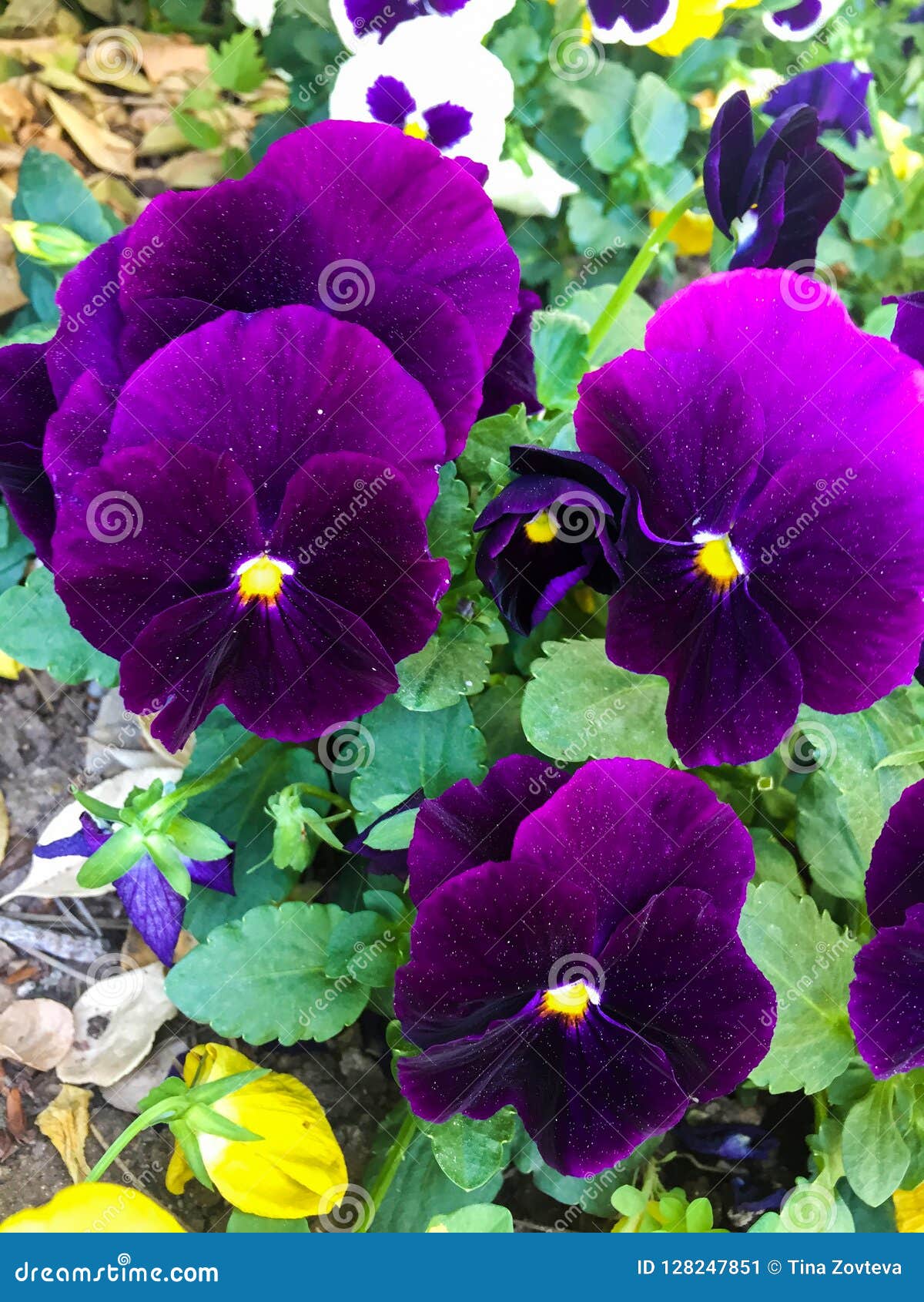 Flores Violetas Hermosas En El Jardín Imagen de archivo - Imagen de  pensamiento, hermoso: 128247851