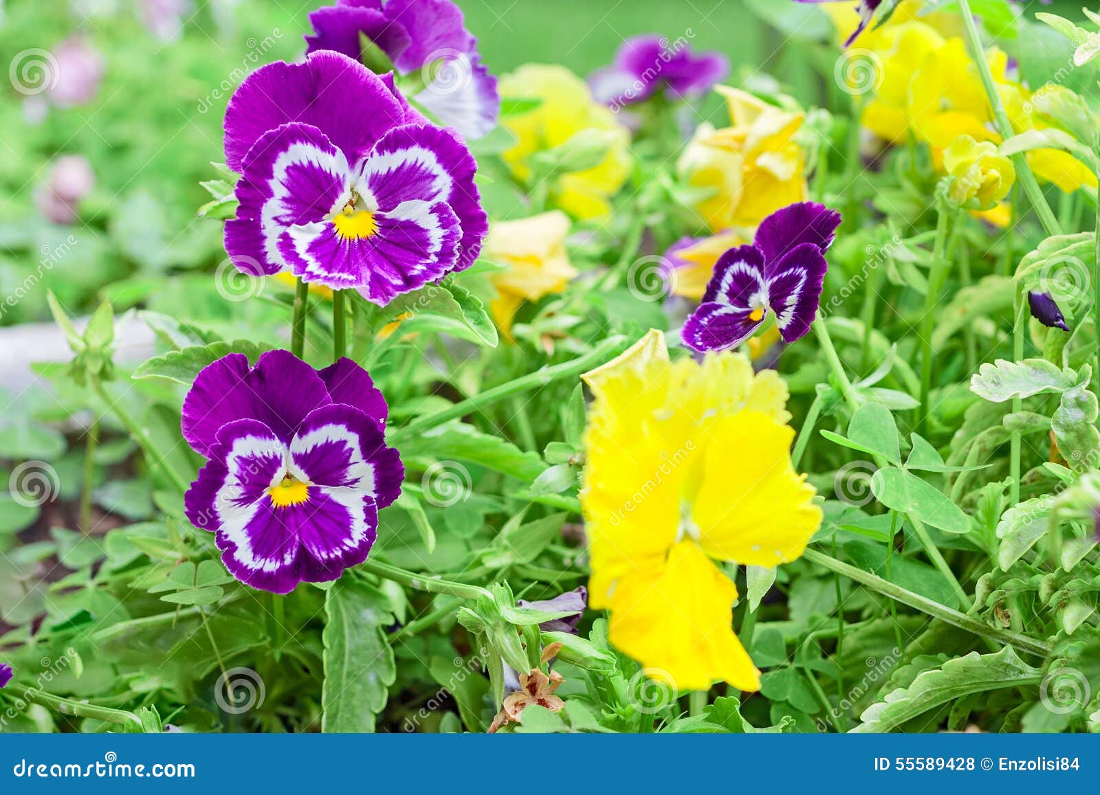 Flores Violetas Y Amarillas Foto de archivo - Imagen de verano, estacional:  55589428
