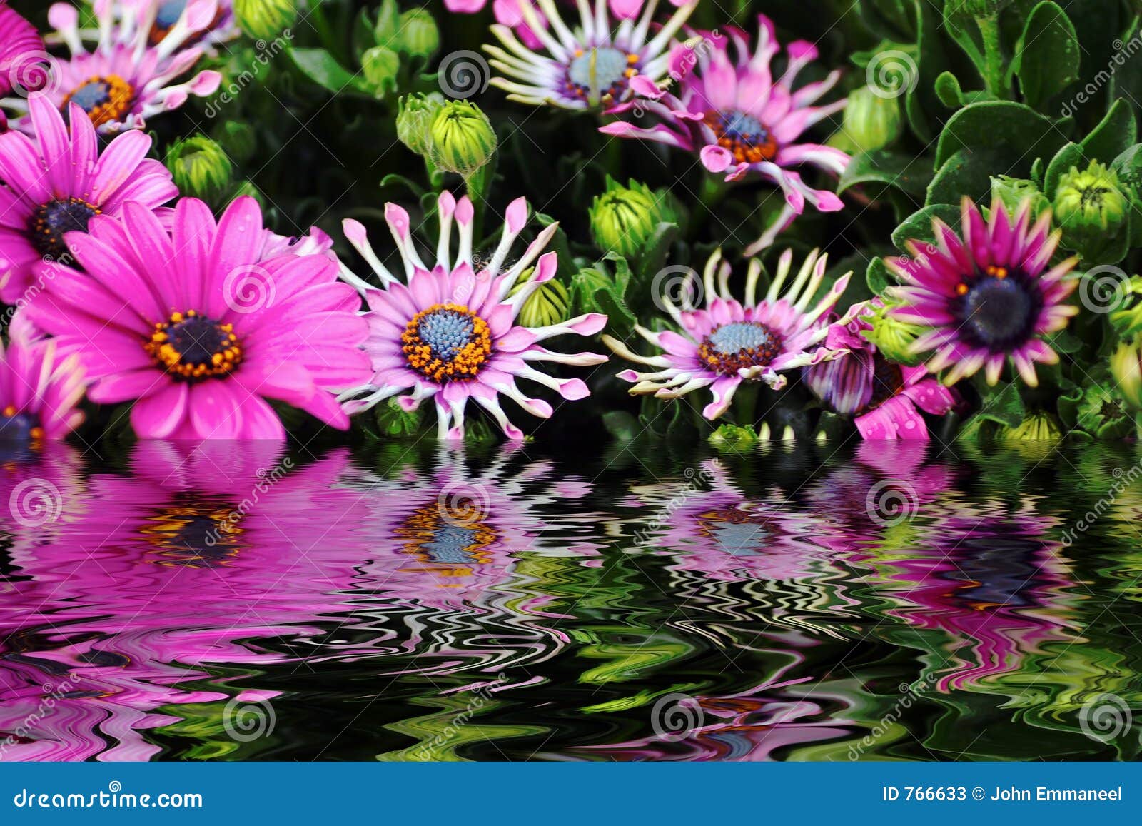 Flores y agua imagen de archivo. Imagen de extracto, color - 766633