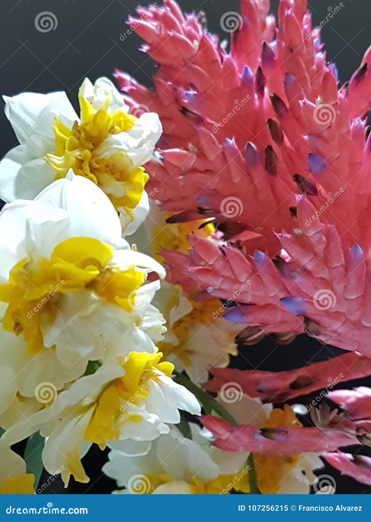 Flores Y Colores, Nardos Y Bromelia En El Jardín Imagen de archivo - Imagen de flores, colores: 107256215 Flores Y Colores, Nardos Y Bromelia En El Jardín Imagen de archivo - Imagen de flores, colores: 107256215
