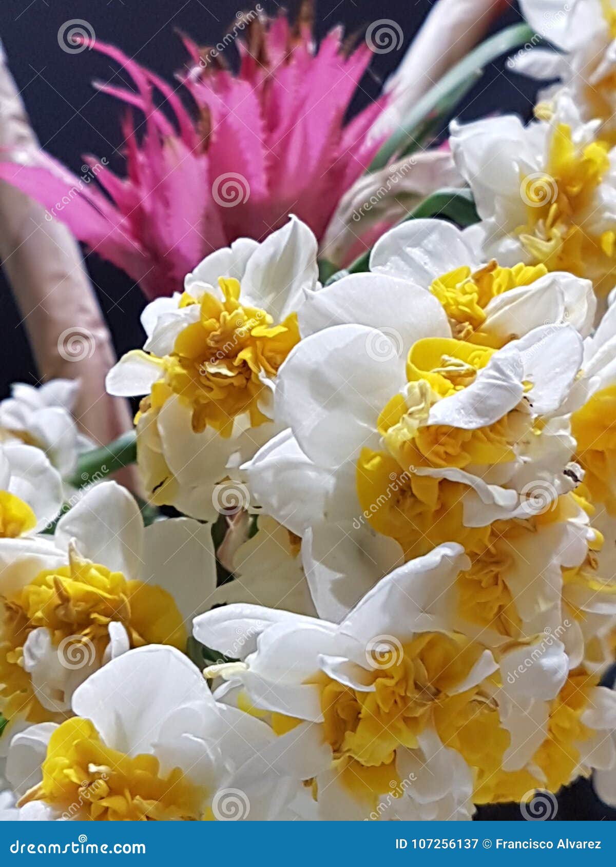 Flores Y Colores, Nardos Y Bromelias, En El Jardín 2 Imagen de archivo -  Imagen de flores, nasals: 107256137