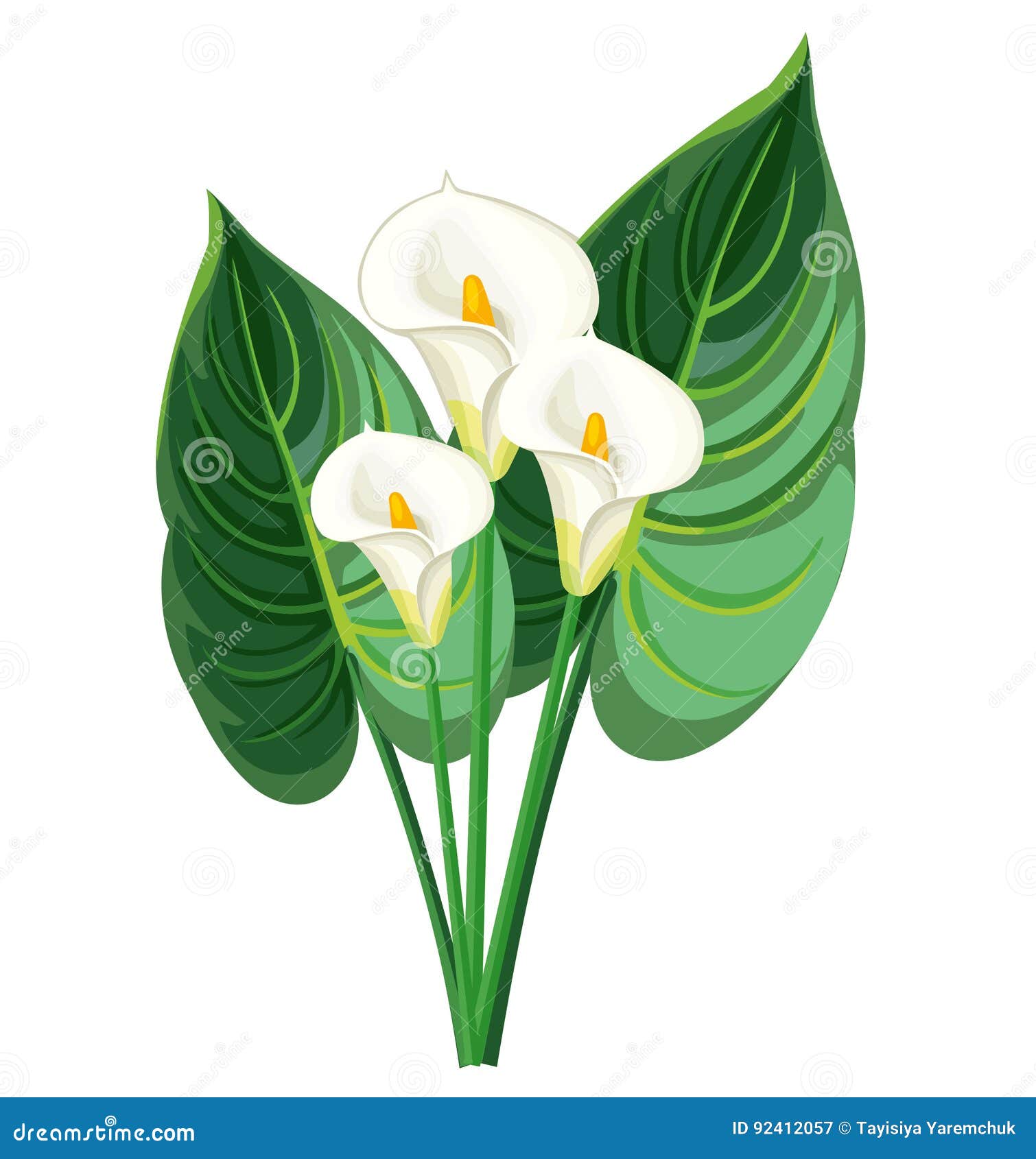 Flores y hojas de la cala stock de ilustración. Ilustración de cala -  92412057