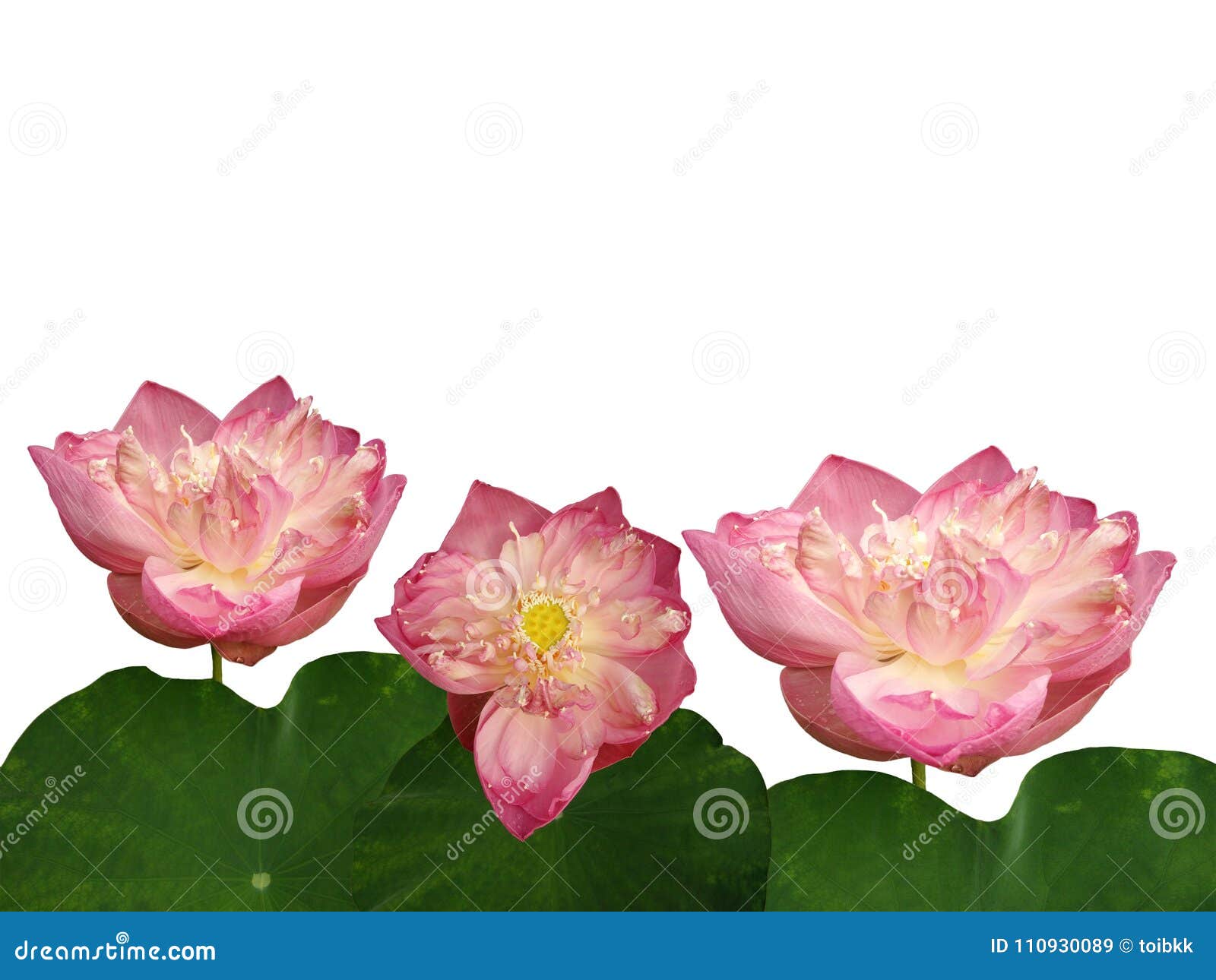 Flores Y Hojas Rosadas Gigantes De Loto Imagen de archivo - Imagen de flores,  primer: 110930089