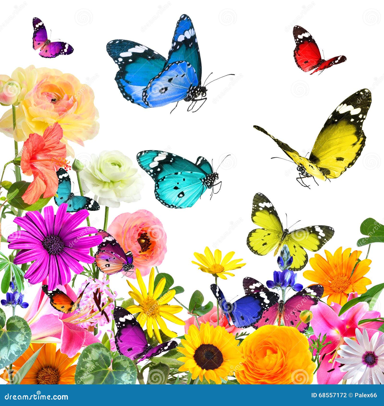 Flores Y Mariposas Hermosas Coloridas Aislado En Blanco Fotos de stock -  Fotos libres de regalías de Dreamstime