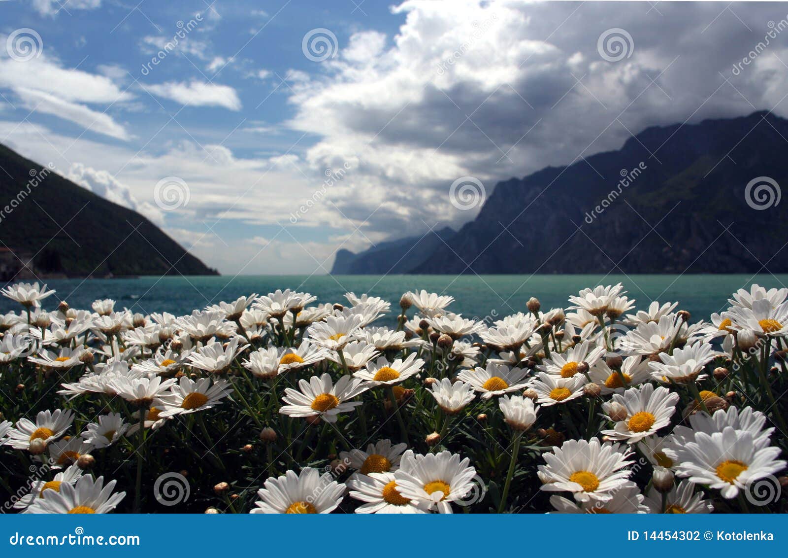 Flores y montañas. Manzanilla de las flores con el lago de las montañas y Lago di Garda como fondo