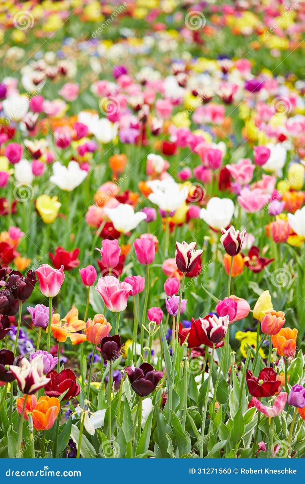Découvrir 100 kuva campo de flores coloridas 