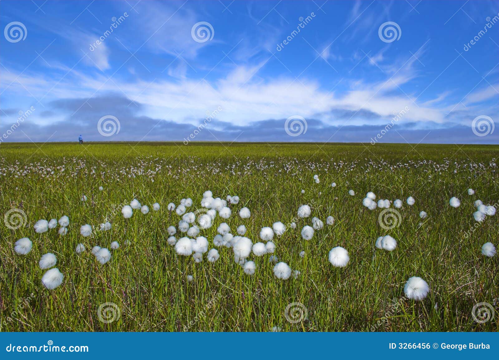 Las flores árticas florecen en el viento durante verano polar