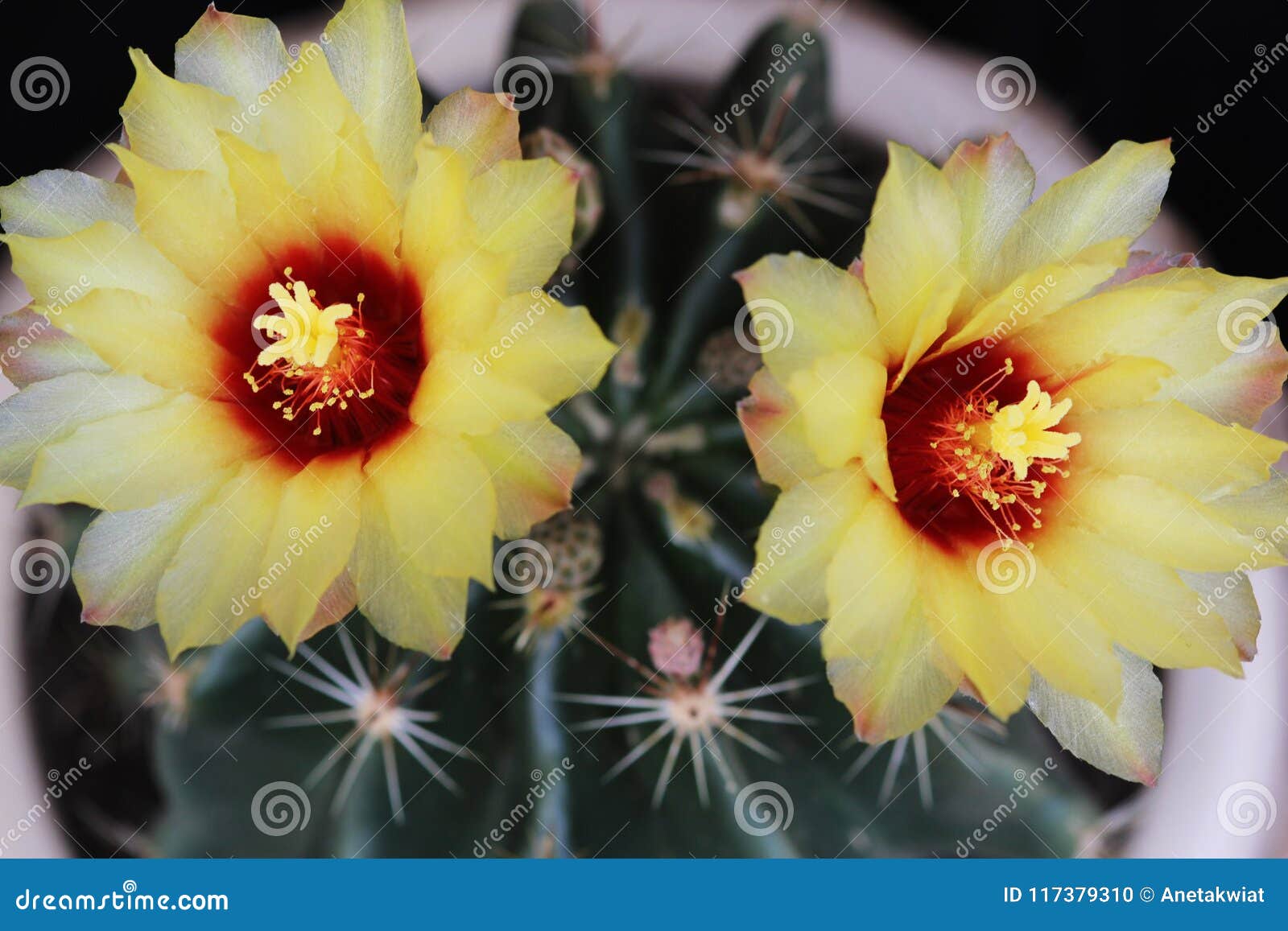 Florescência Amarela Bonita Da Flor Do Cacto Foto de Stock - Imagem de  perigo, espinhos: 117379310