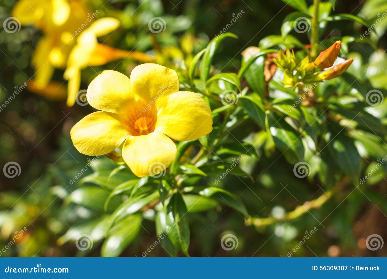 Florescência Amarela Da Videira De Trombeta Dourada Da Flor Do Allamanda  Imagem de Stock - Imagem de beleza, bonito: 56309307