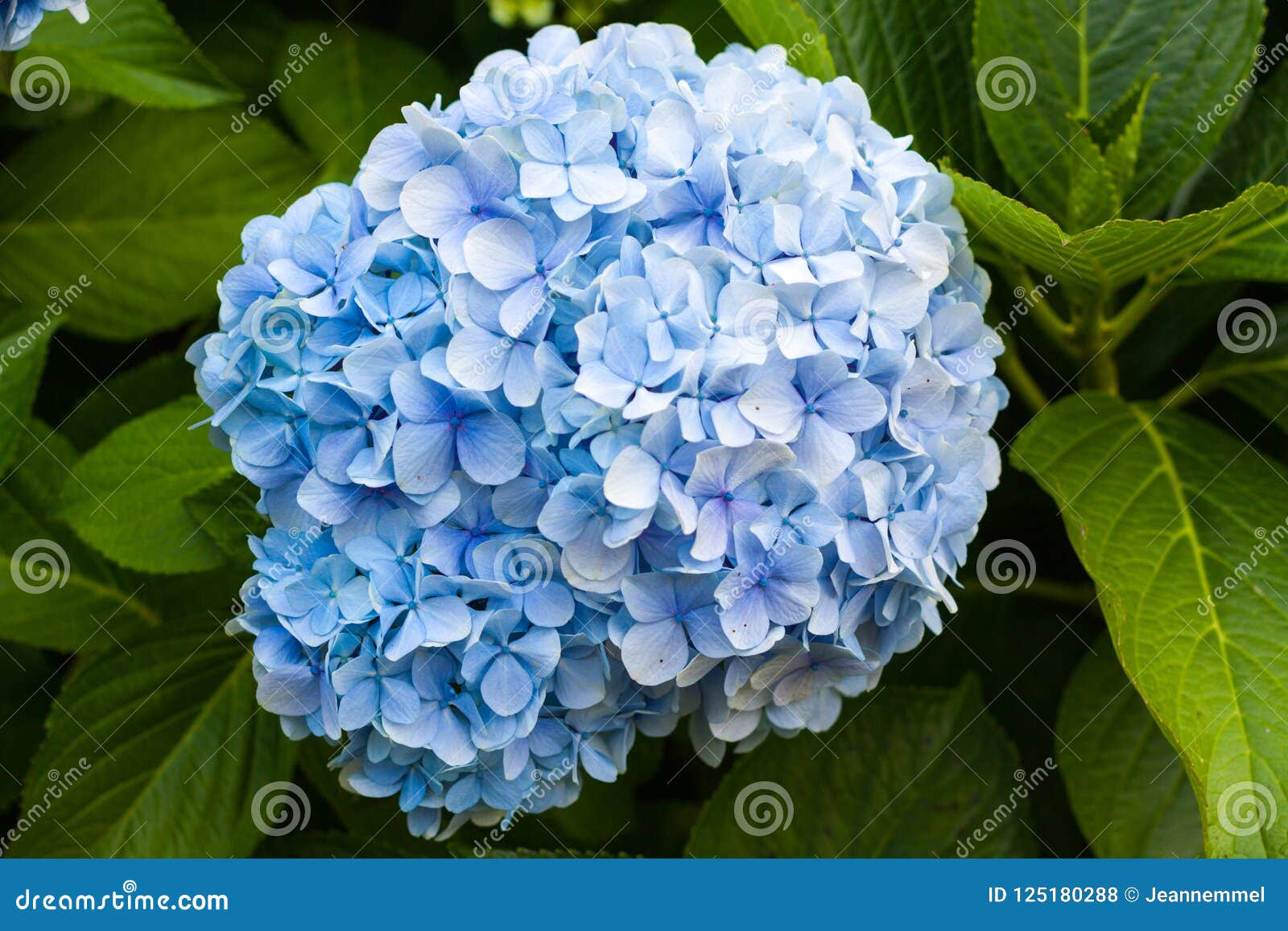 Florescência Azul Da Flor Da Hortênsia Foto de Stock - Imagem de pétala,  planta: 125180288