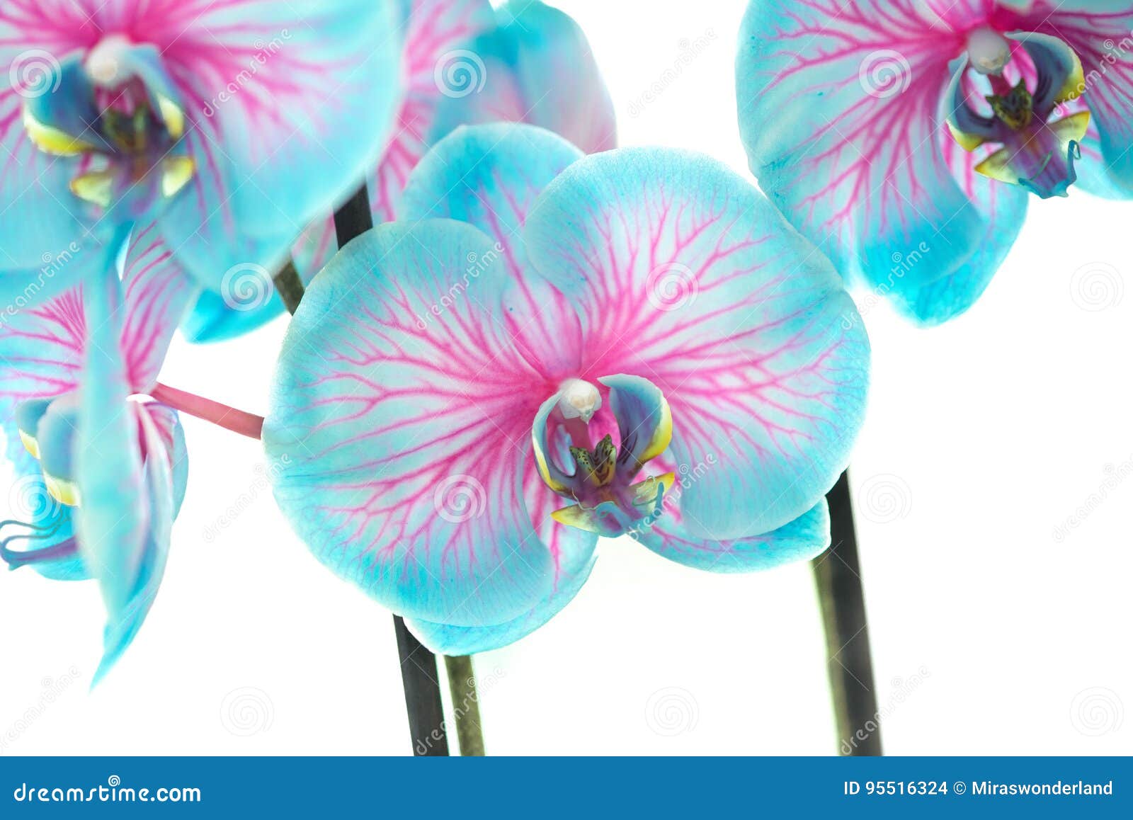 Florescência Azul E Cor-de-rosa Da Orquídea Isolada Em Um Fundo Branco Foto  de Stock - Imagem de nave, azul: 95516324