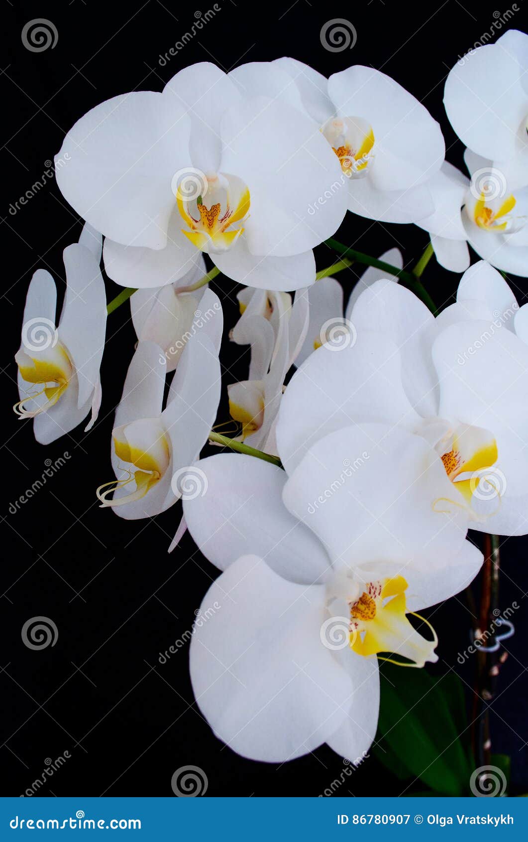 Florescência Belamente Ramo Da Flor Branca Da Orquídea Do Phalaenopsis Com  O Centro Amarelo Isolado Em Um Macro Preto Do Close-up Imagem de Stock -  Imagem de haste, colorido: 86780907