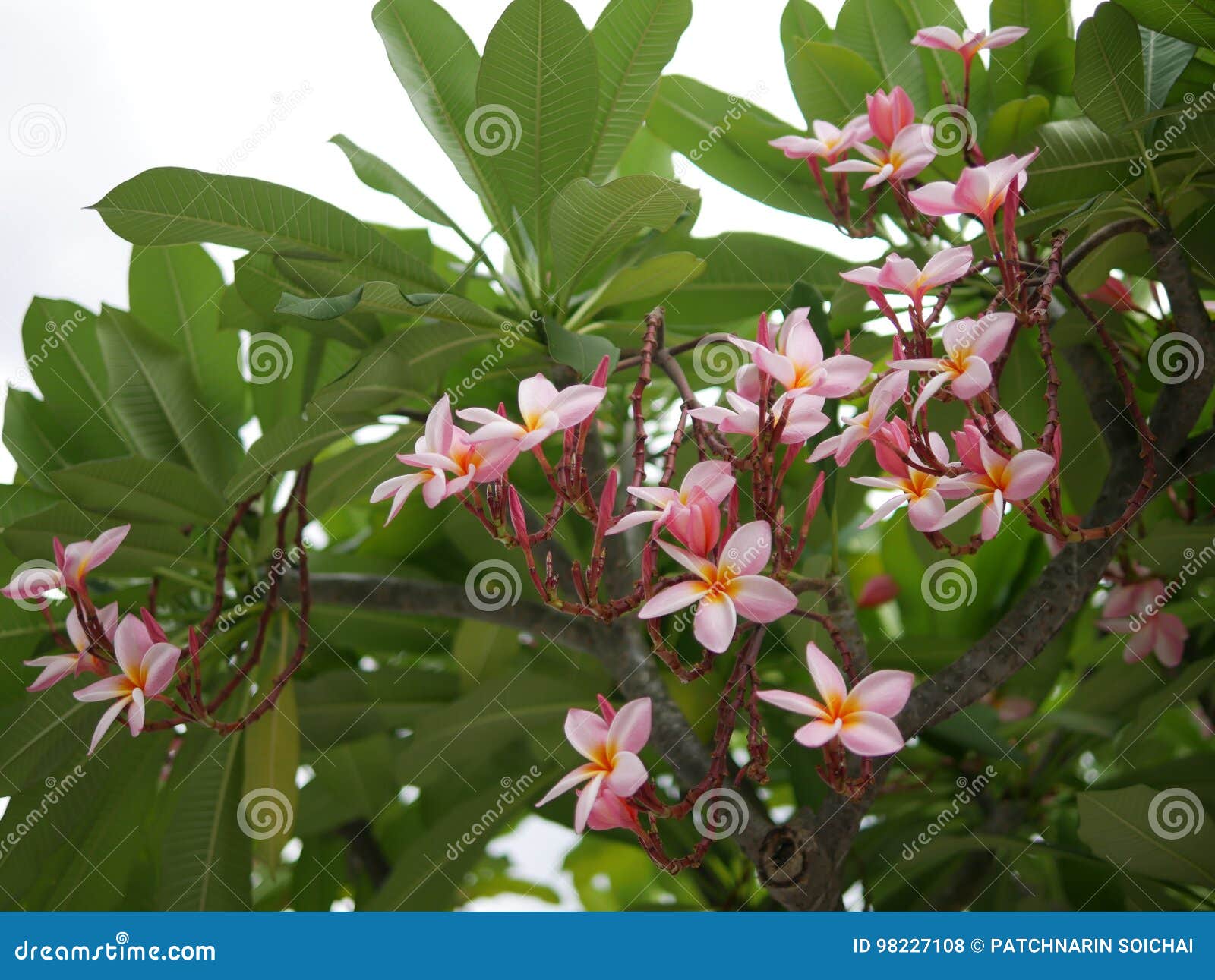 Florescência Das Flores Do Frangipani Frangipani Cor-de-rosa, Plumeria,  árvore De Templo, árvore Do Cemitério Foto de Stock - Imagem de américa,  concordar: 98227108