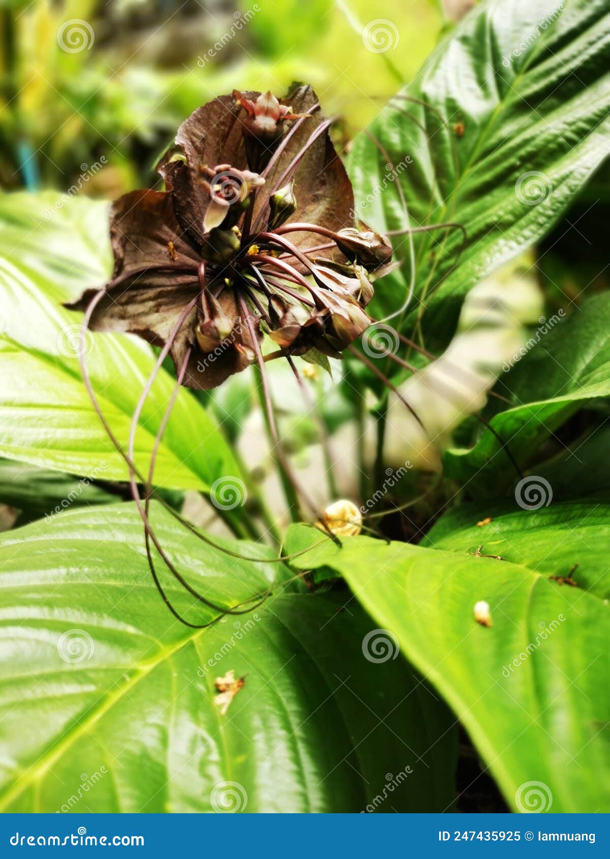 Florescência De Lírio Preto Ou Flor De Morcego No Jardim Doméstico Imagem  de Stock - Imagem de grama, wildflower: 247435925