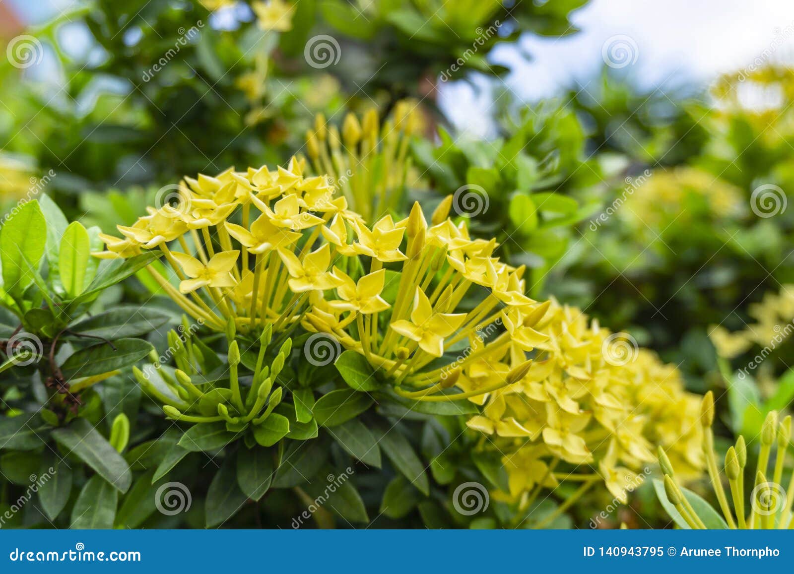 A Florescência Híbrida De Ixora Das Pequenos Pétalas Amarelas Bonitas Dos  Grupos Nas Folhas Verdes Do Gark Borra O Fundo, Foto Do Imagem de Stock -  Imagem de jasmim, florescer: 140943795