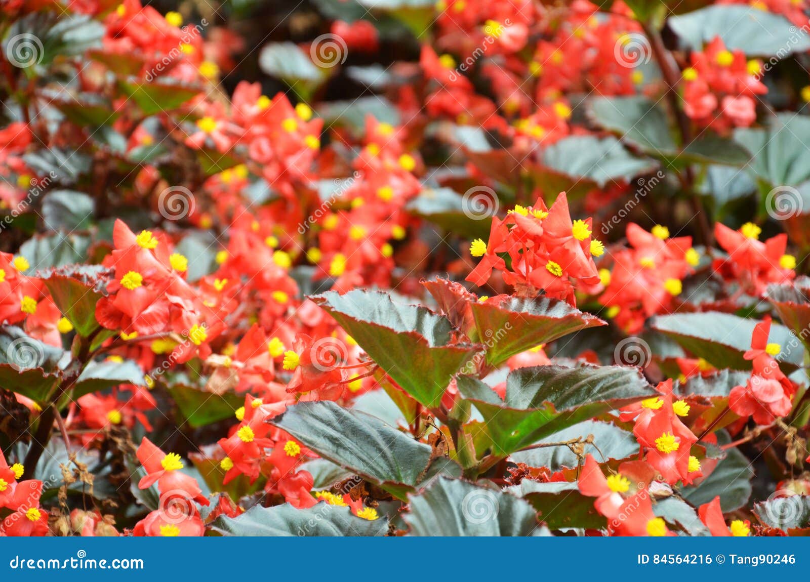 Floresce a Begônia a Begônia é Uma Flor Da Beleza Extraordinária Foto de  Stock - Imagem de mola, macro: 84564216