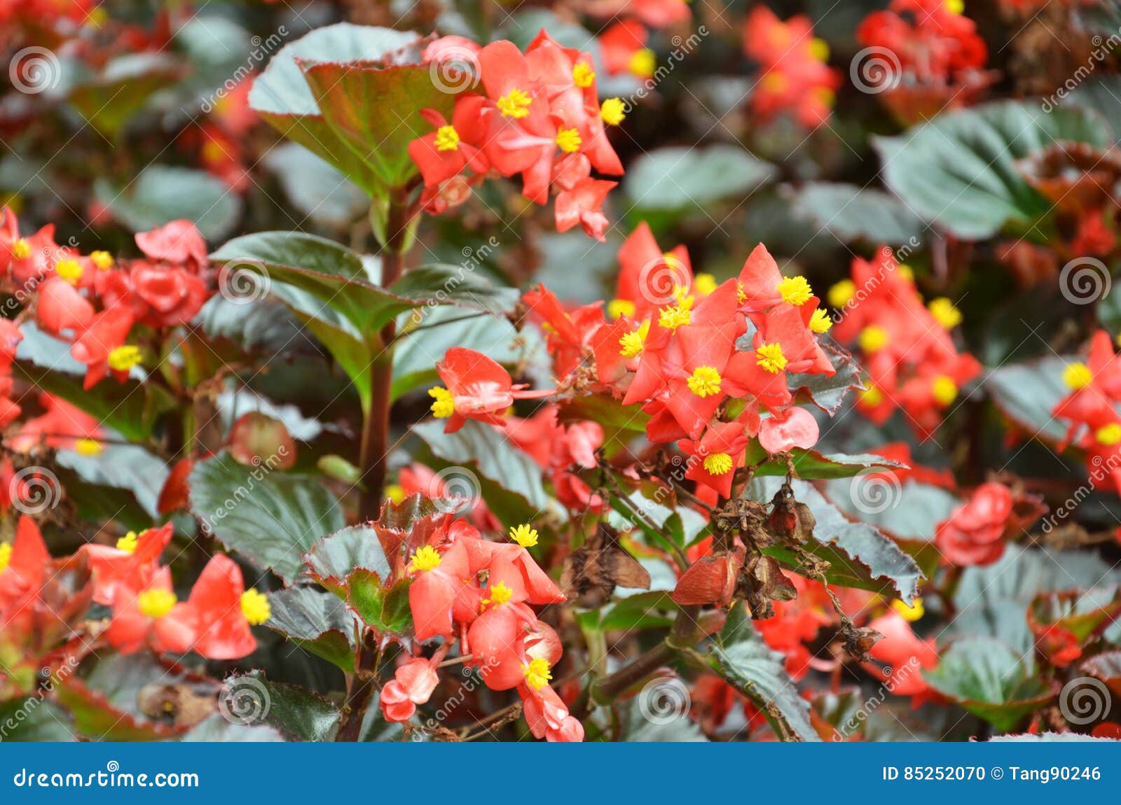 Floresce a Begônia a Begônia é Uma Flor Da Beleza Extraordinária Foto de  Stock - Imagem de flora, vermelho: 85252070