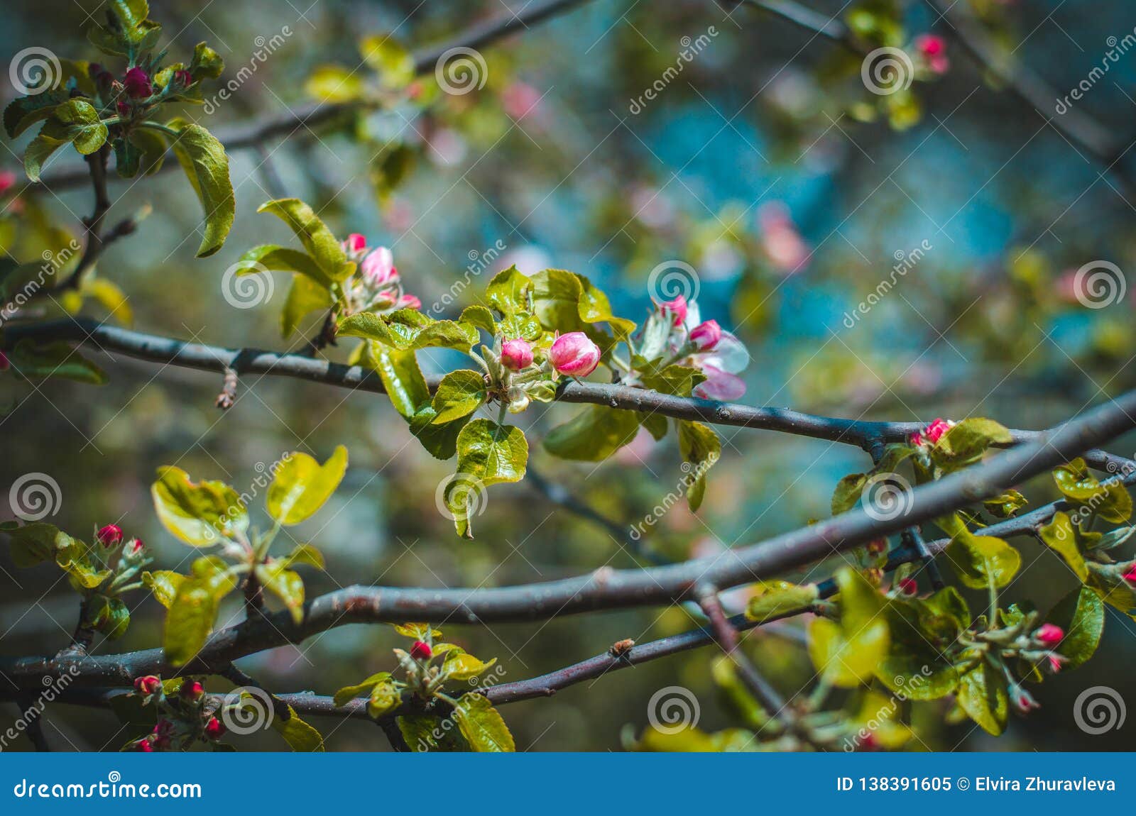 florescence of apple tree in the garden close-up spring shot