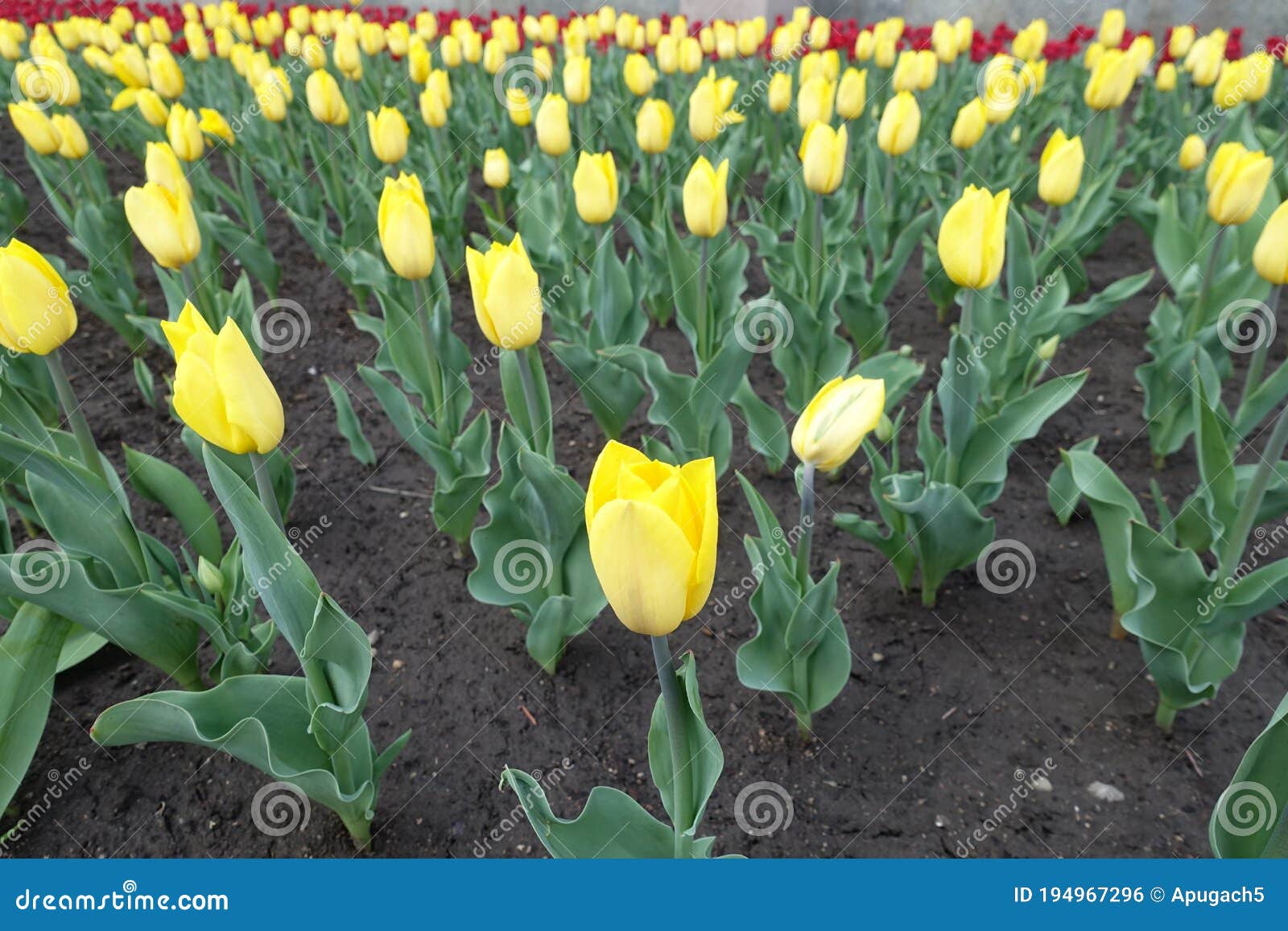 florescence of bright yellow tulips