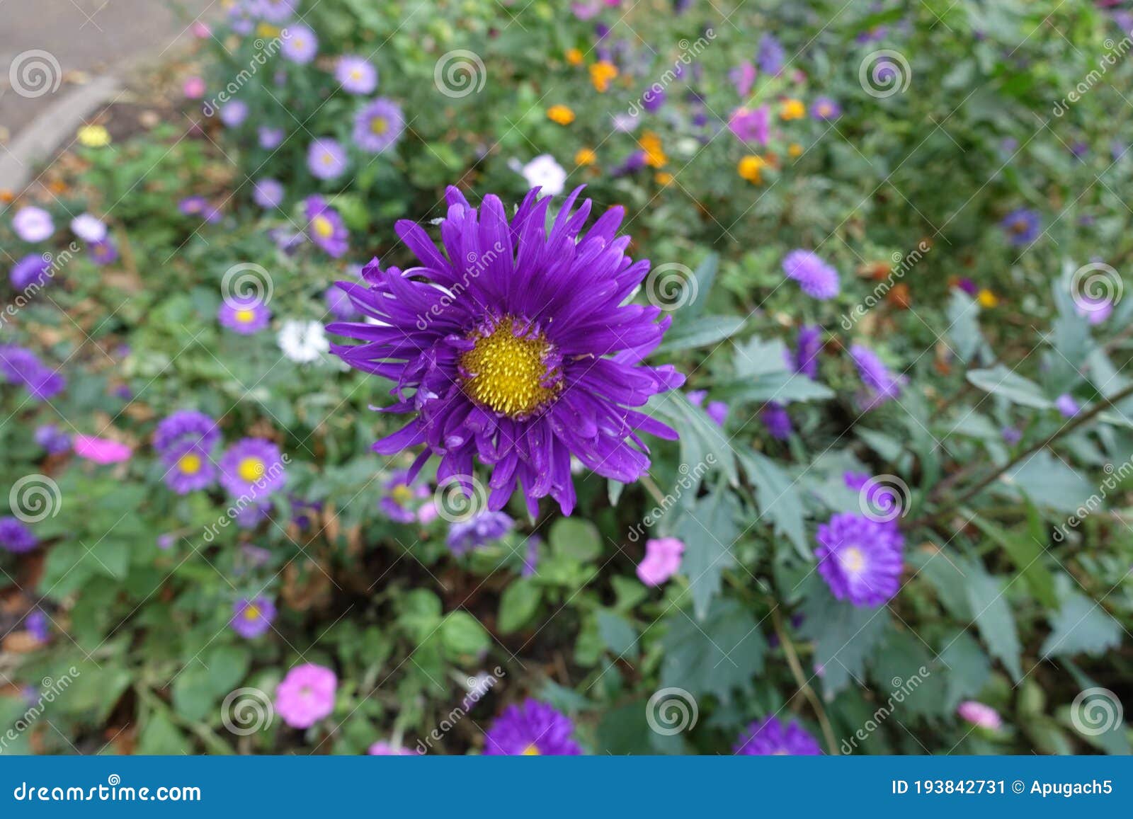 florescence of purple china asters in september