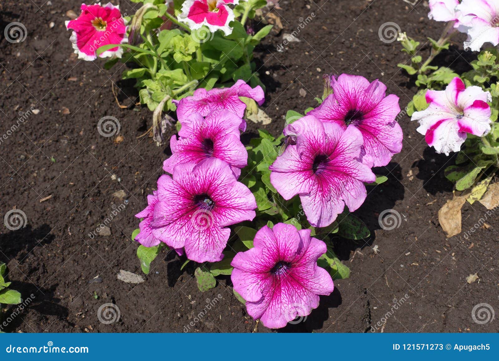florescence of pink petunias in may