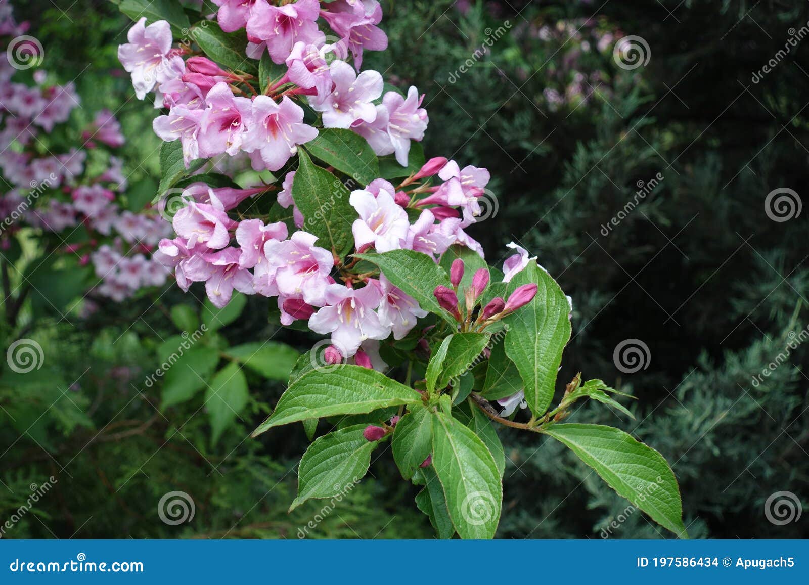 florescence of weigela florida in may