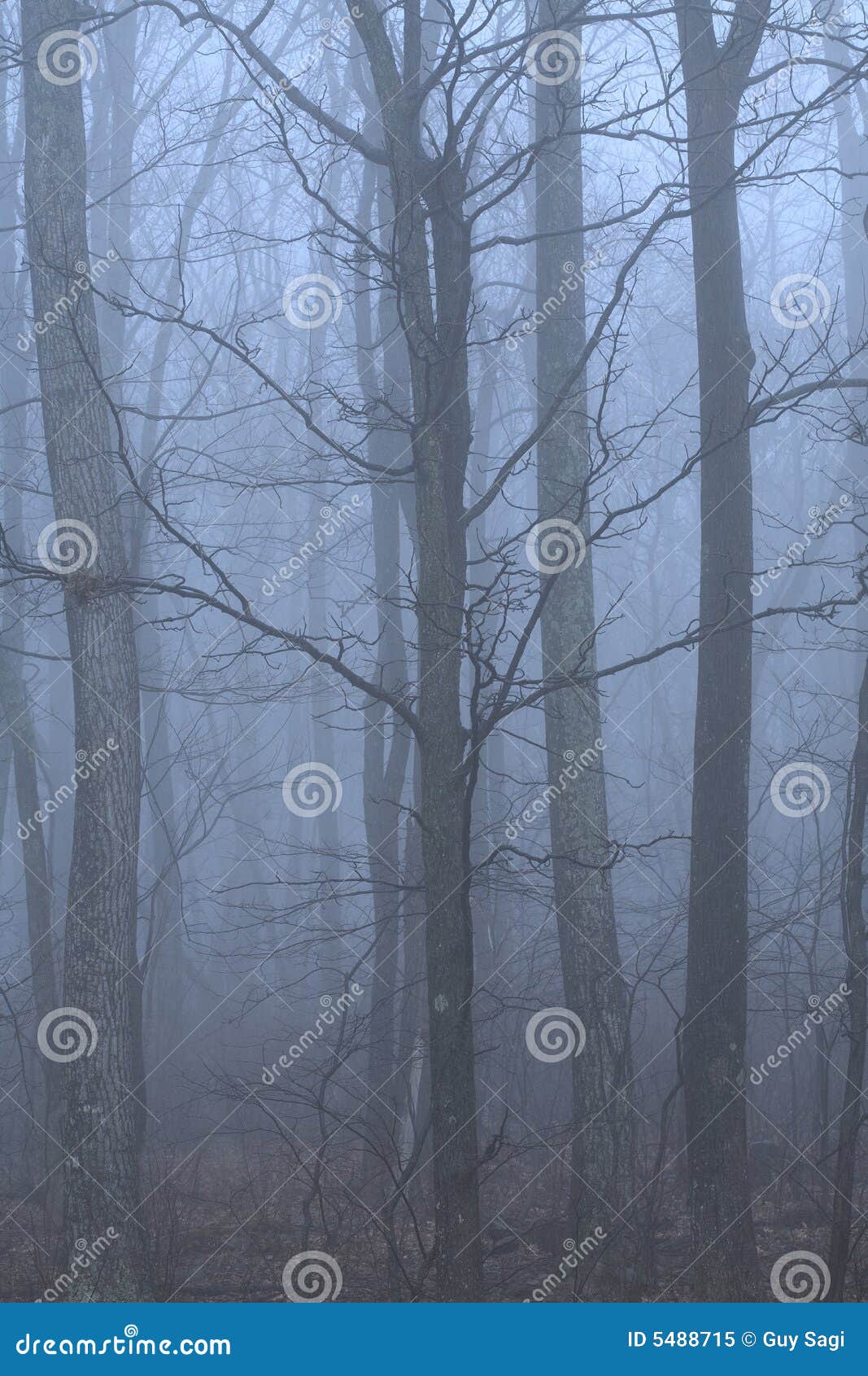 Floresta assustador. Floresta escura coberta com uma névoa azul