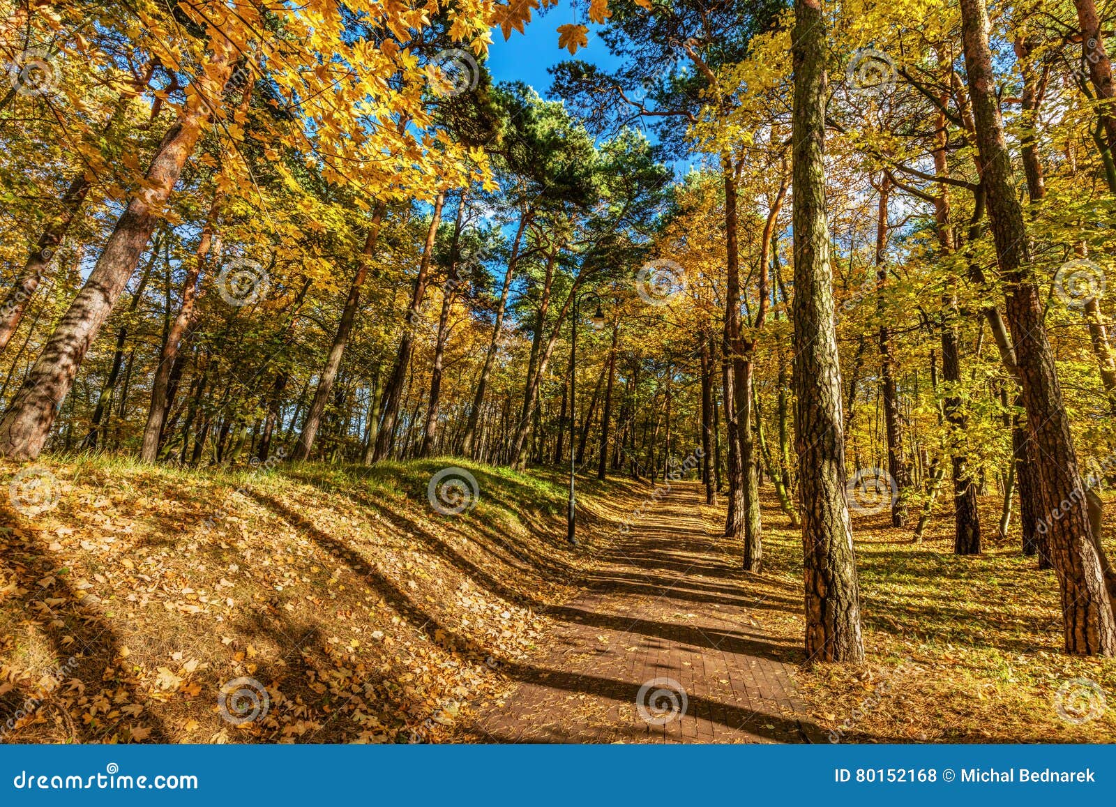 floresta-do-outono-com-as-%C3%A1rvores-coloridas-caindo-sae-em-um-dia-ensolarado-80152168.jpg