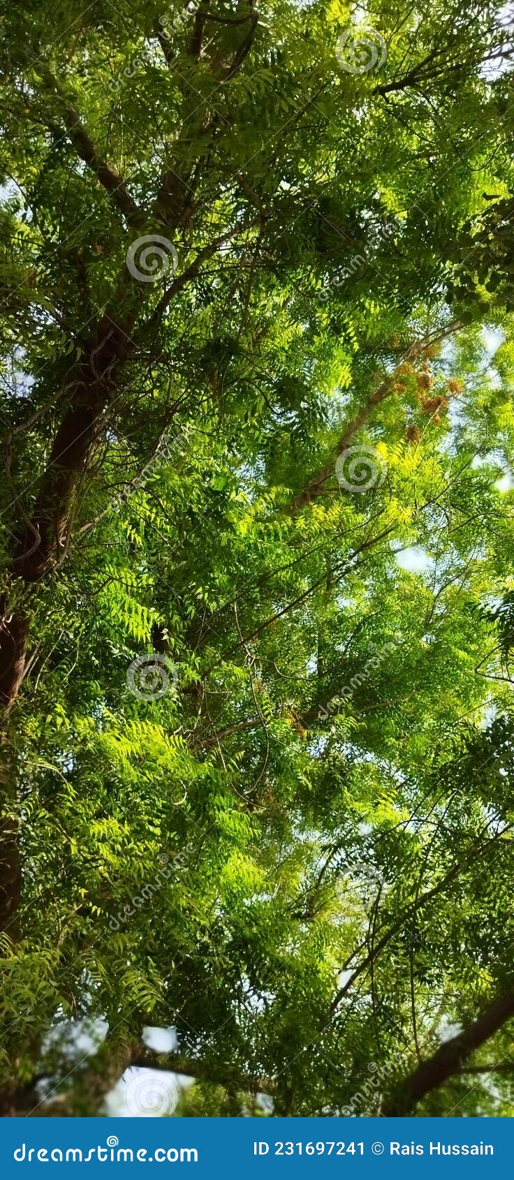 Floresta Na Vila Uma árvore Muito Boa Tarde Imagem de Stock - Imagem de  sunlight, arbusto: 231697241