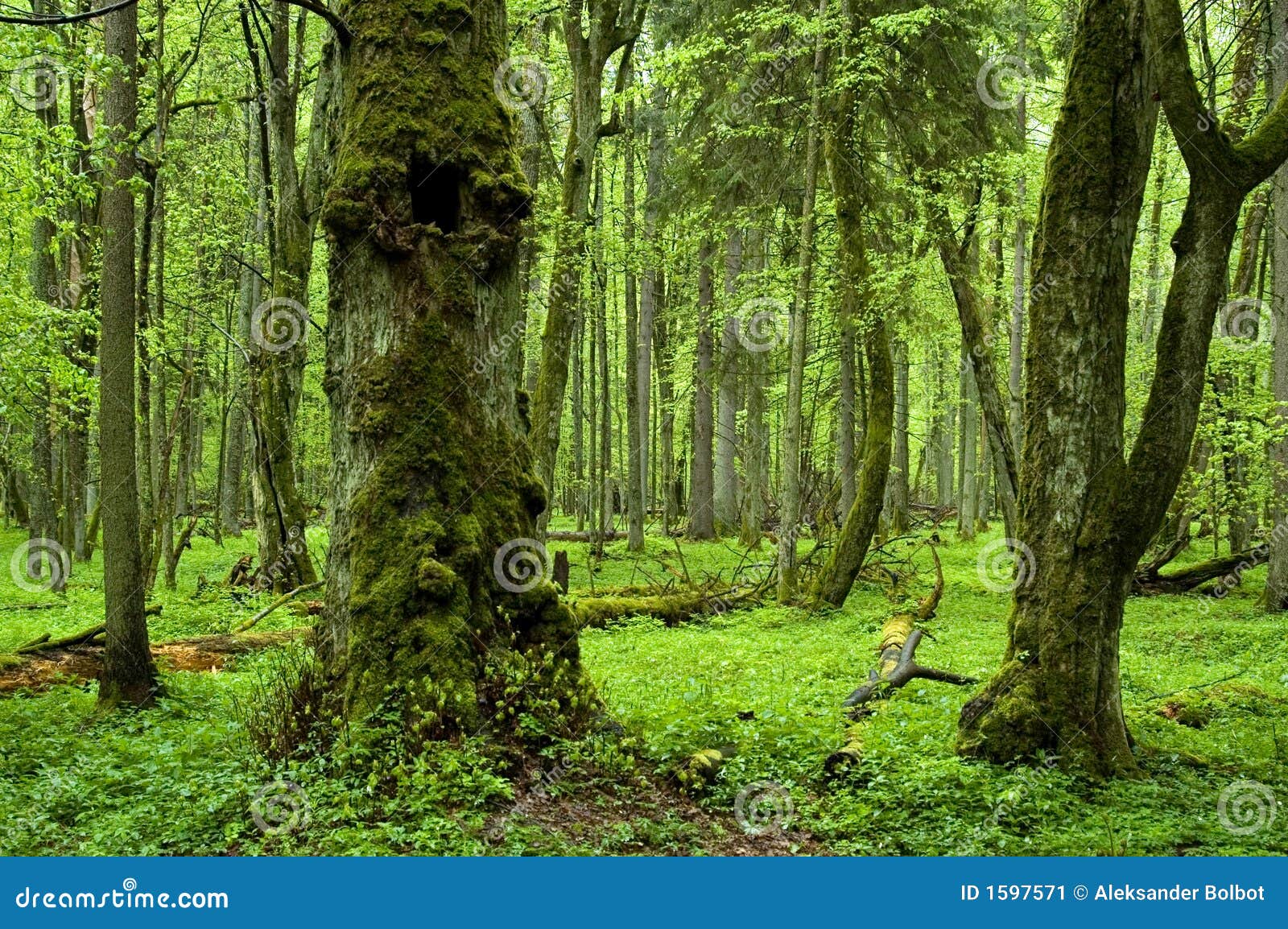 Floresta natural velha na mola, floresta de Bialowieza, Europa