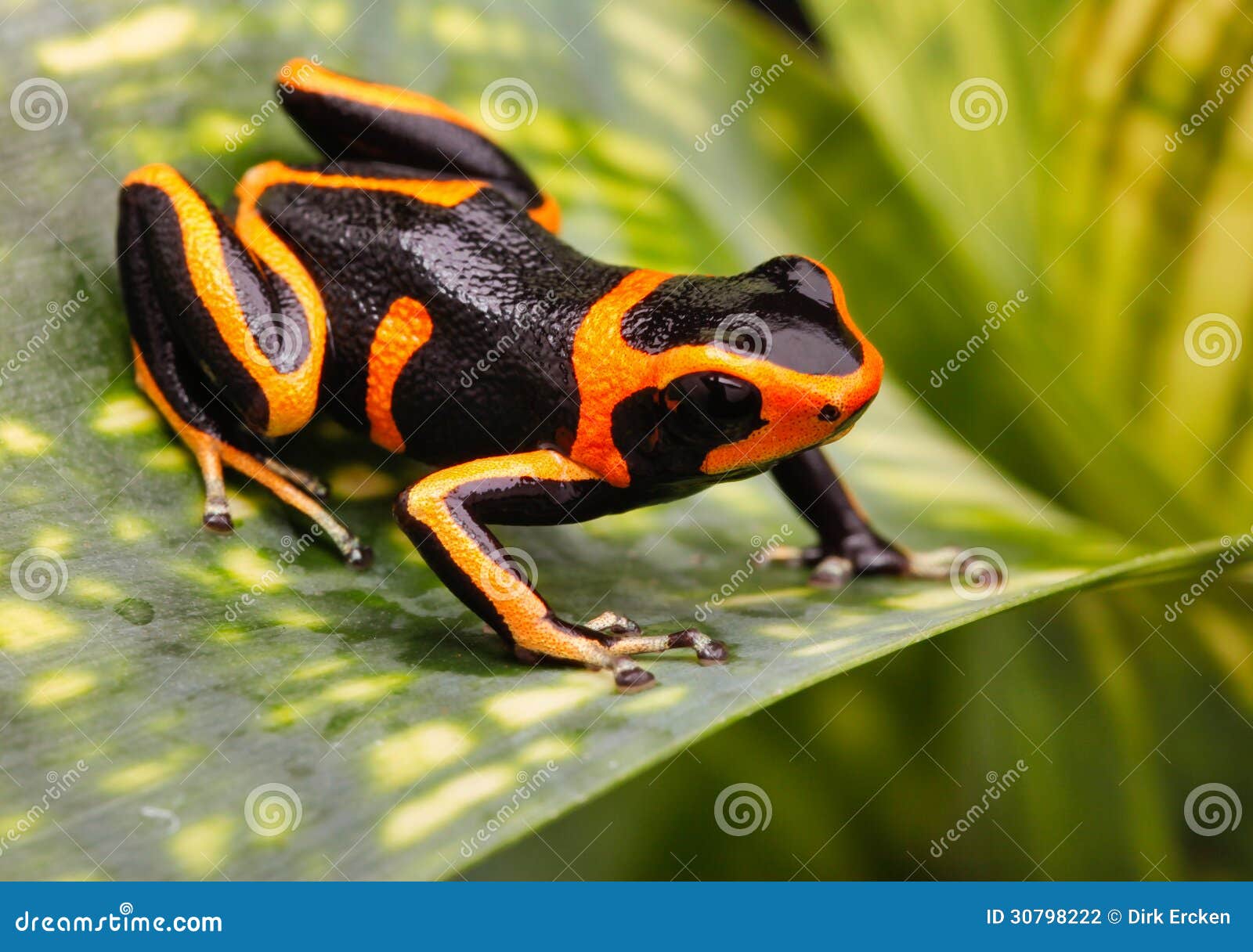 Rã-flecha Venenosa Floresta Amazónica Foto de Stock - Imagem de