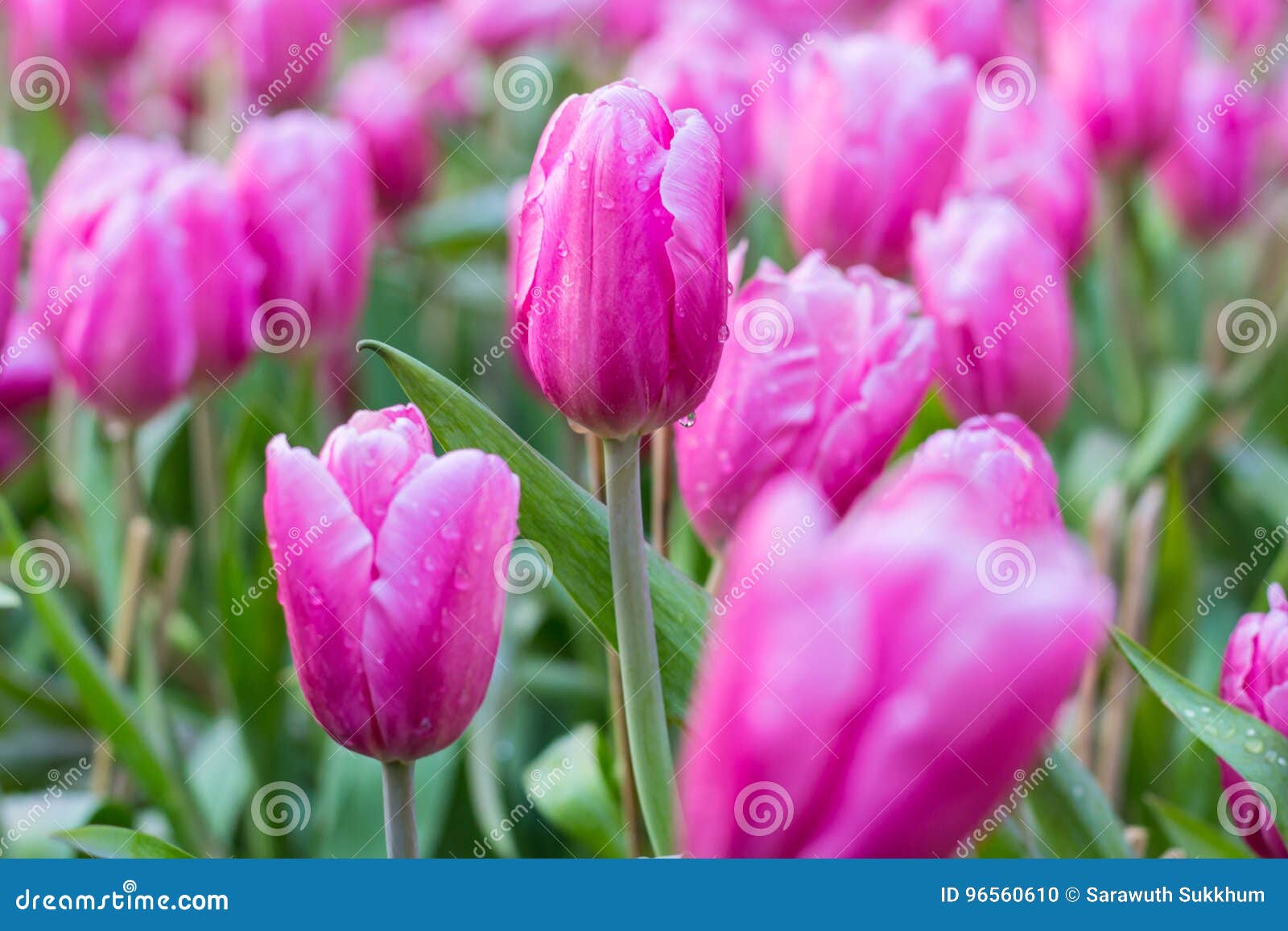 Floresça tulips. Fundo das tulipas da flor Opinião bonita tulipas vermelhas sob a paisagem da luz solar no meio da mola ou do verão
