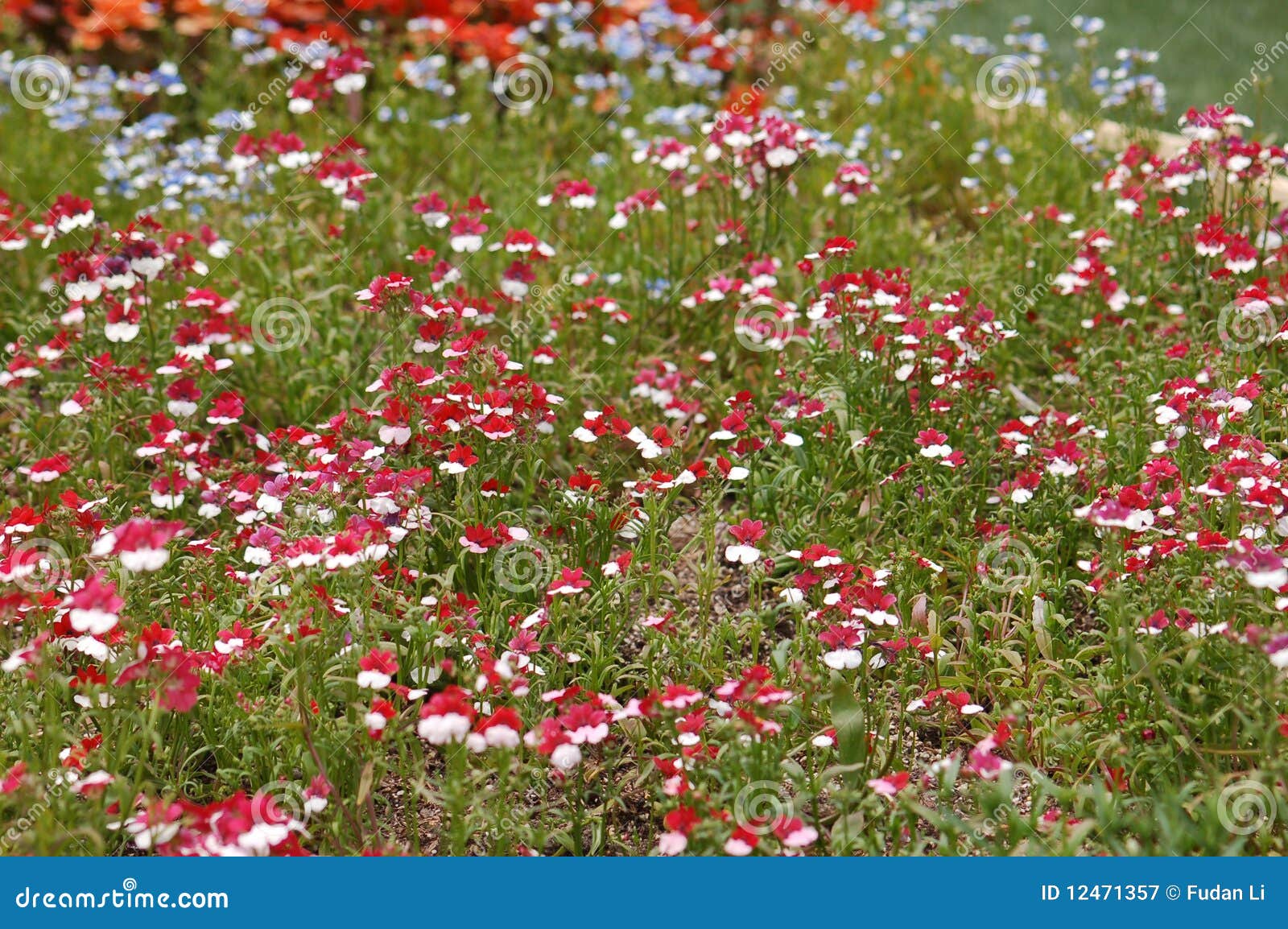 Floret stock image. Image of quiet, garden, color, green 12471357