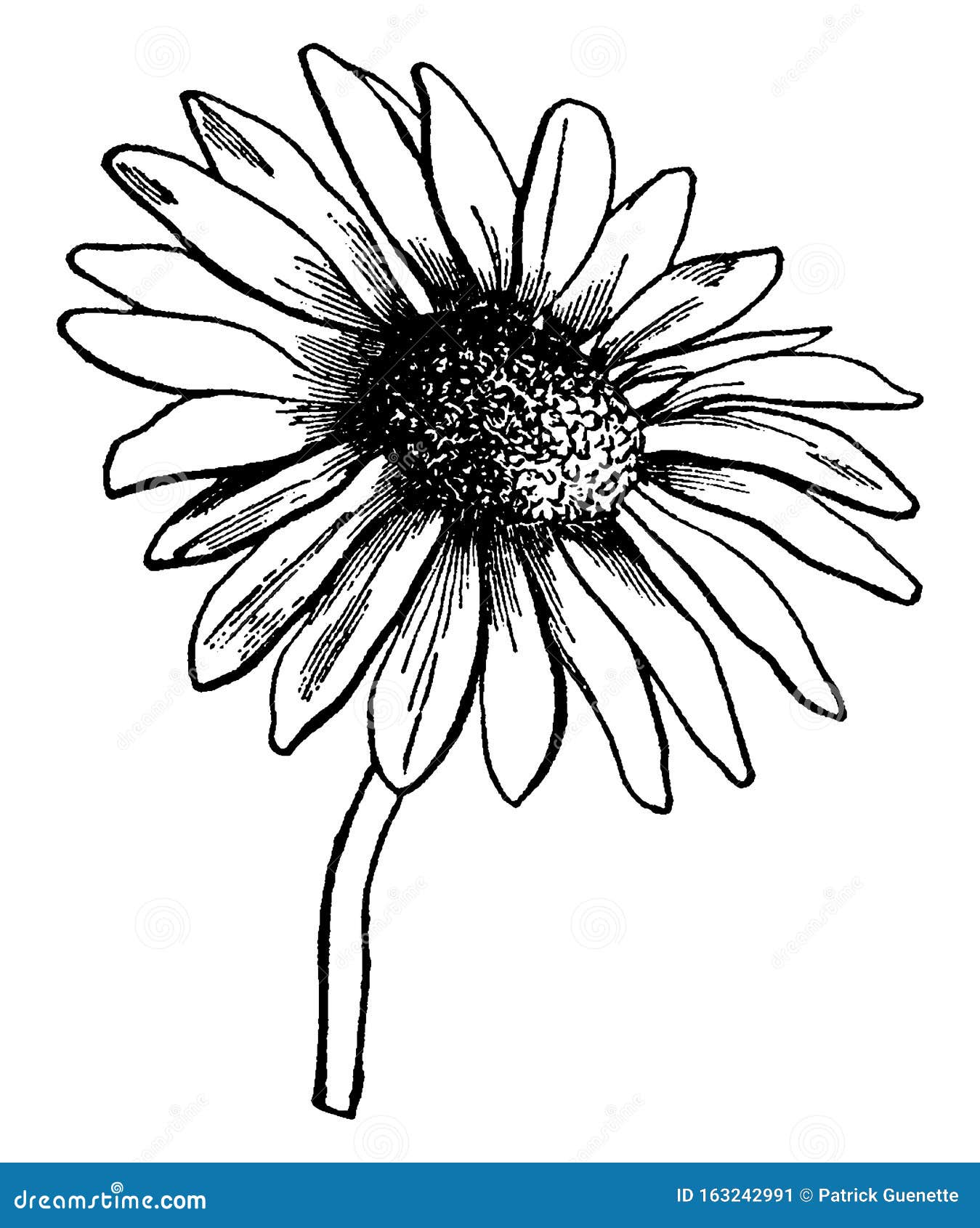 florets, steraceae, flower, ray, disk vintage 