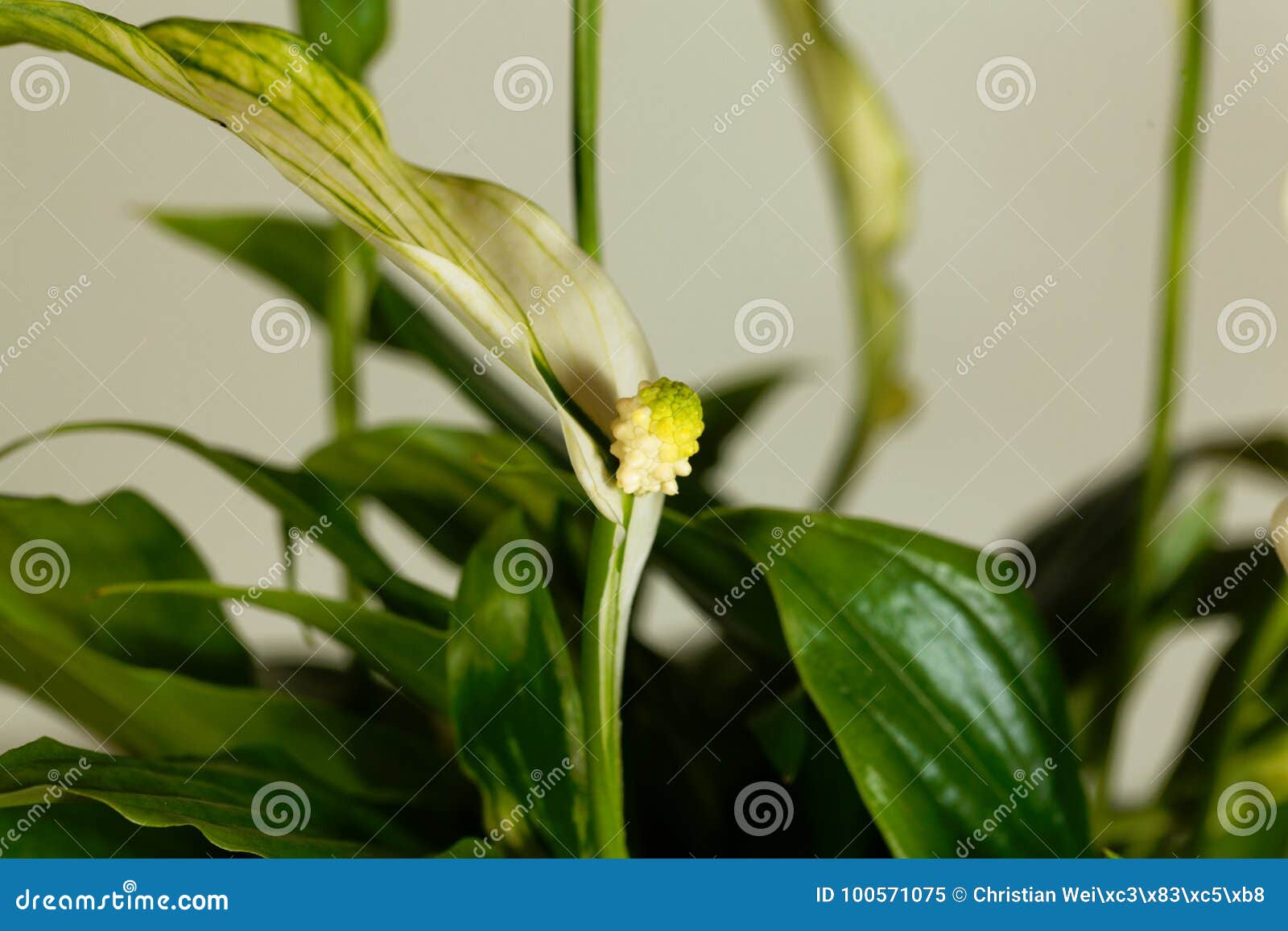 Floribundum De Spathiphyllum Da Flor Do Lírio De Paz Imagem de Stock -  Imagem de espécie, parque: 100571075