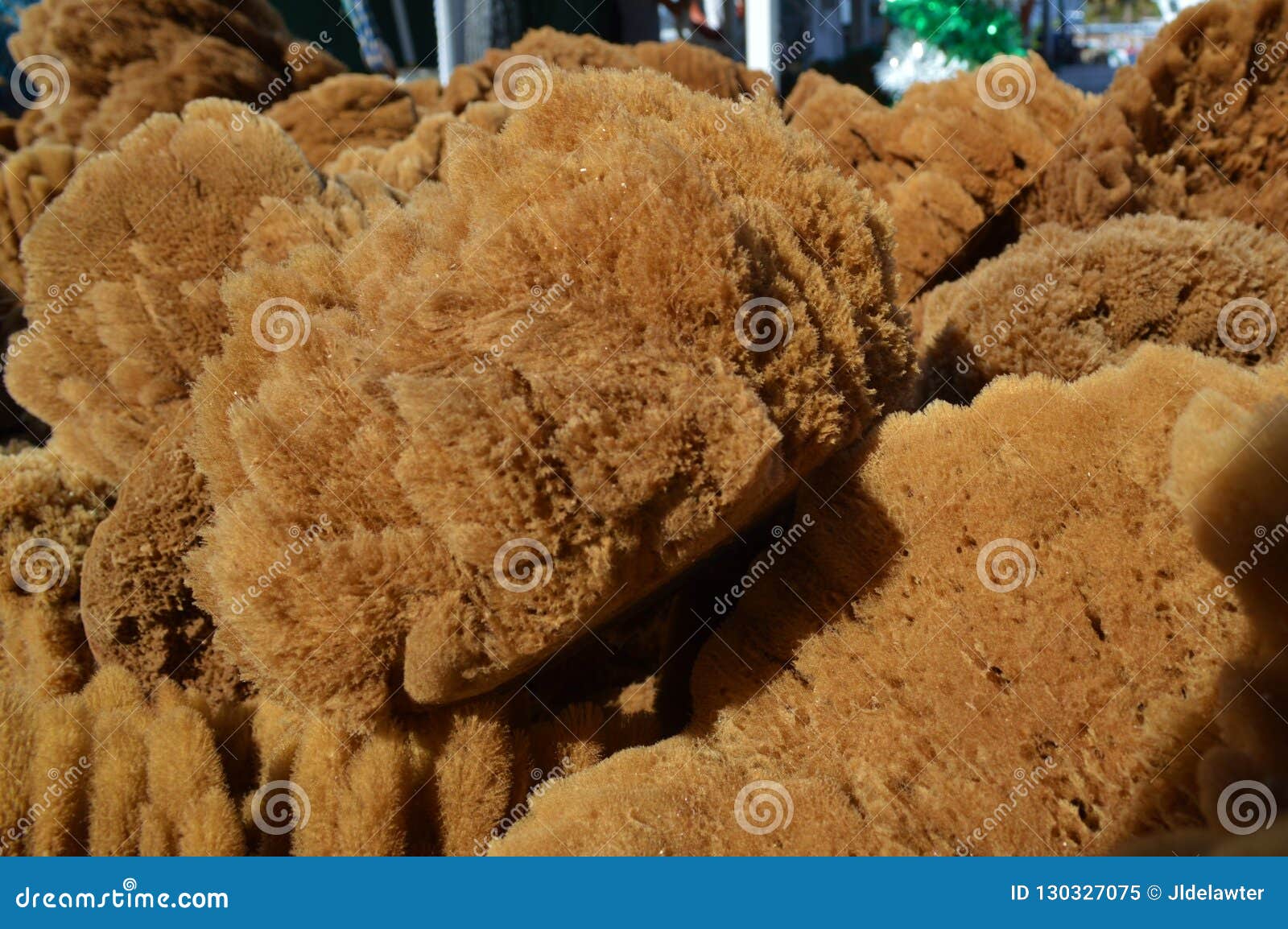 Sponges Harvested in Florida Stock Image Image of springs, live
