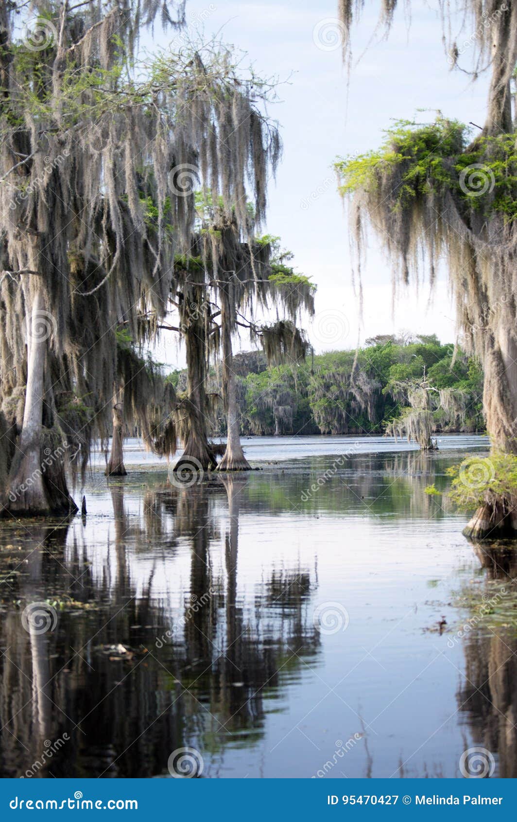 Florida Bayou stock image. Image of lake, bayou, florida 95470427