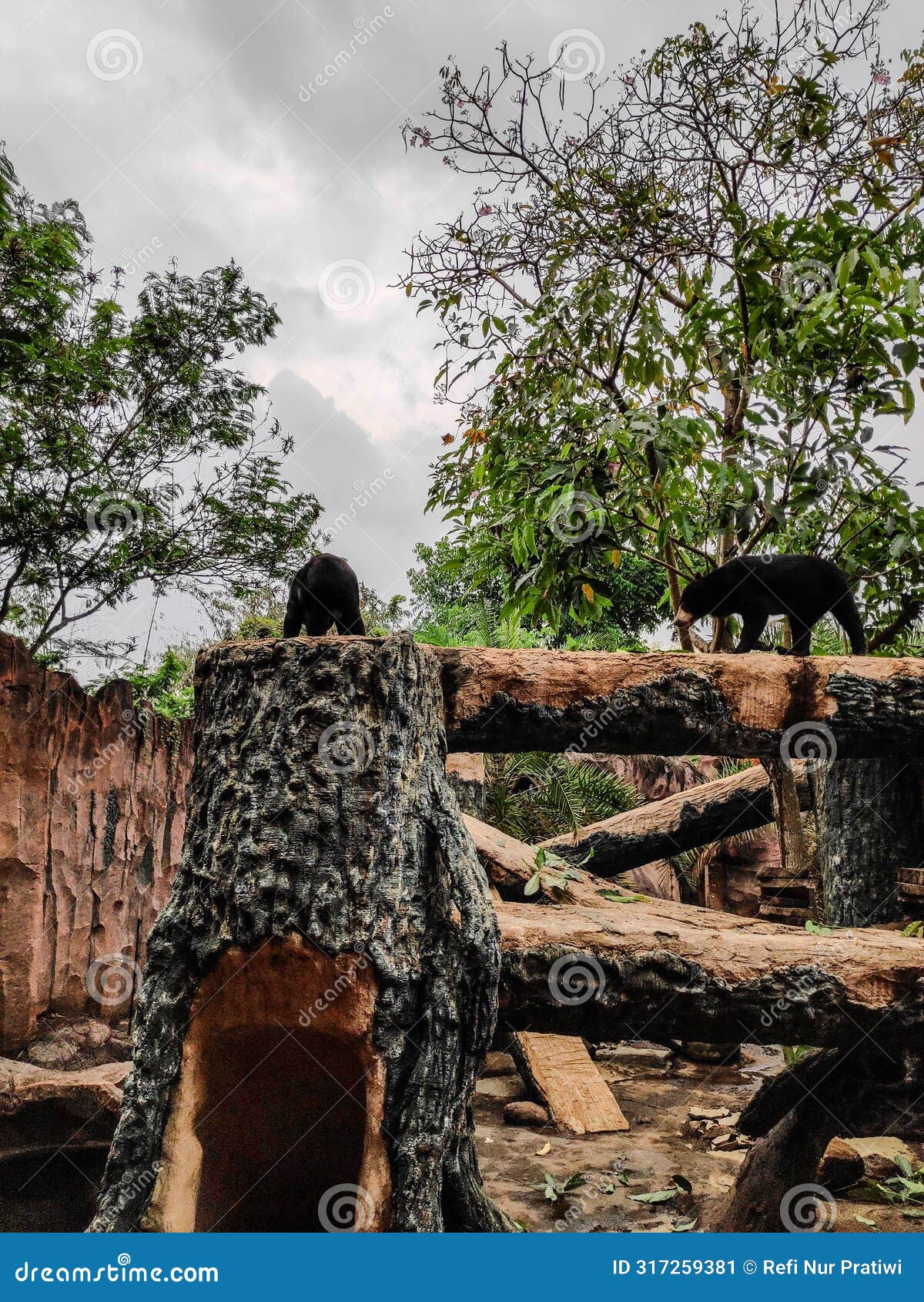 the florida black bear, scientifically known as ursus americanus floridanus, sits on a tree in the jatim park ii zoo, indonesia.