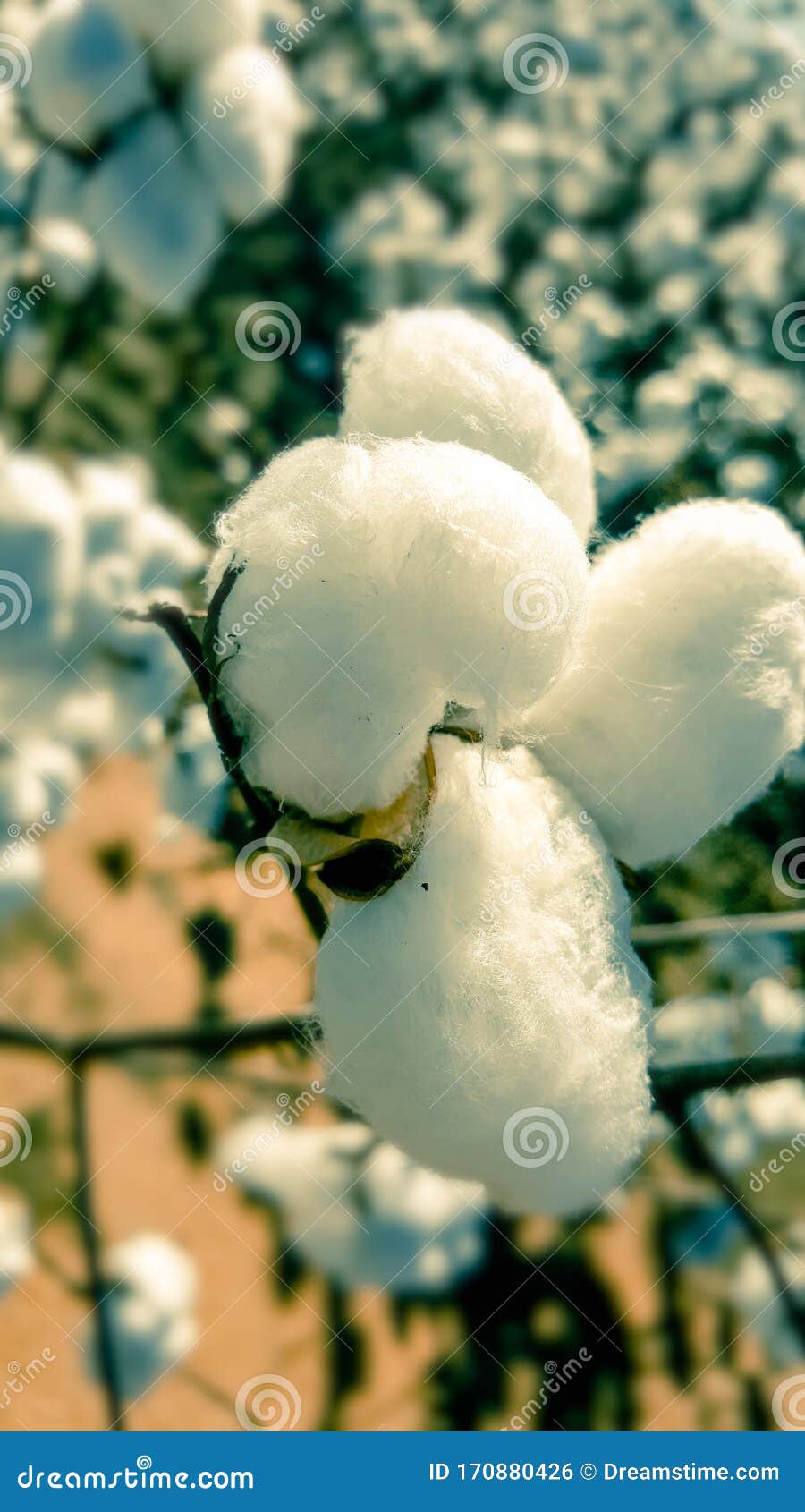 Florida Cotton Fields stock photo. Image of white, cotton 170880426