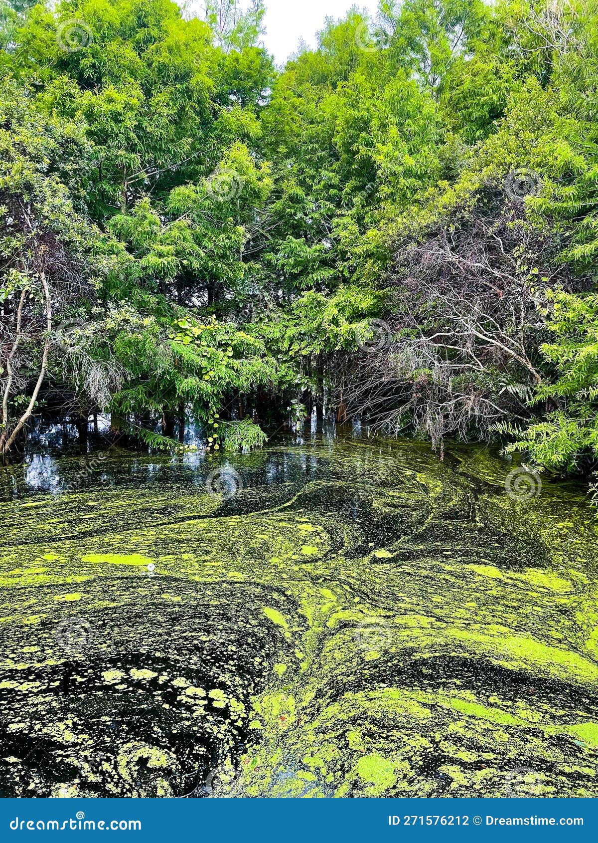 Algae Growing in Swamp in Florida Stock Photo Image of aquatic, moss