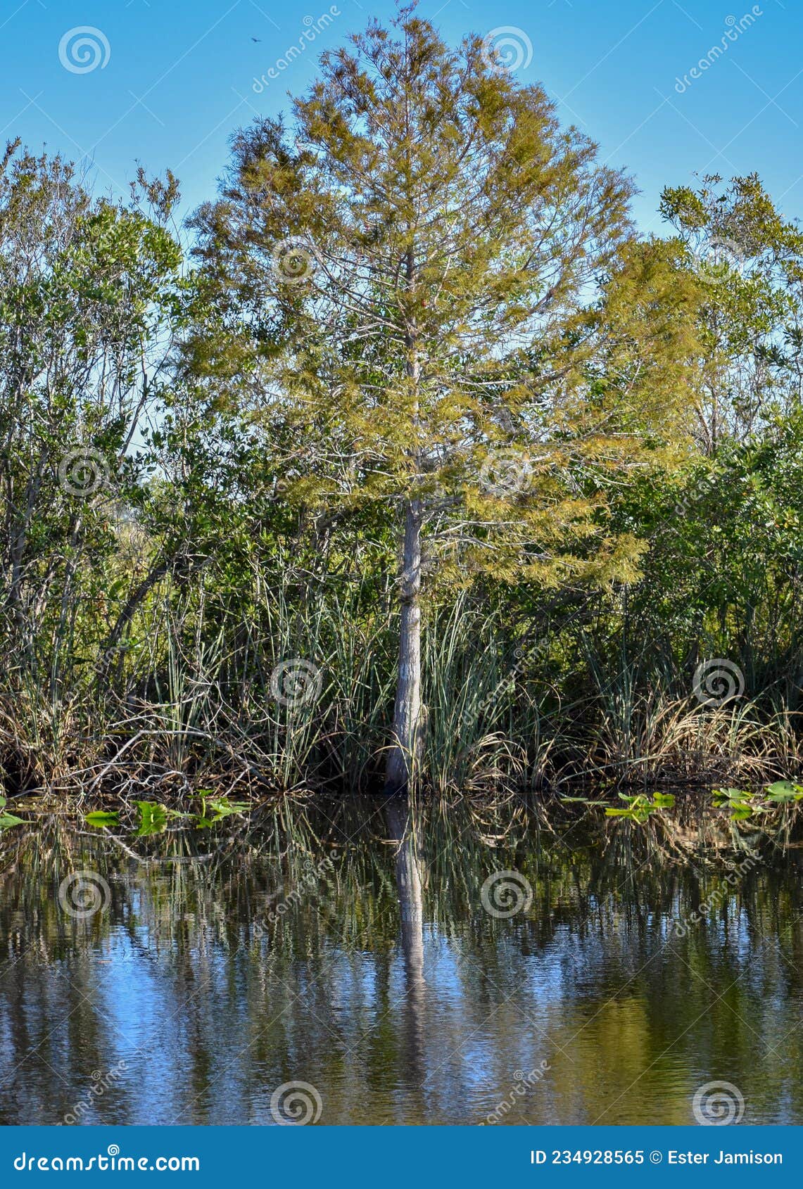 Florida Cypress Tree in Marsh Stock Image Image of beautiful, middle
