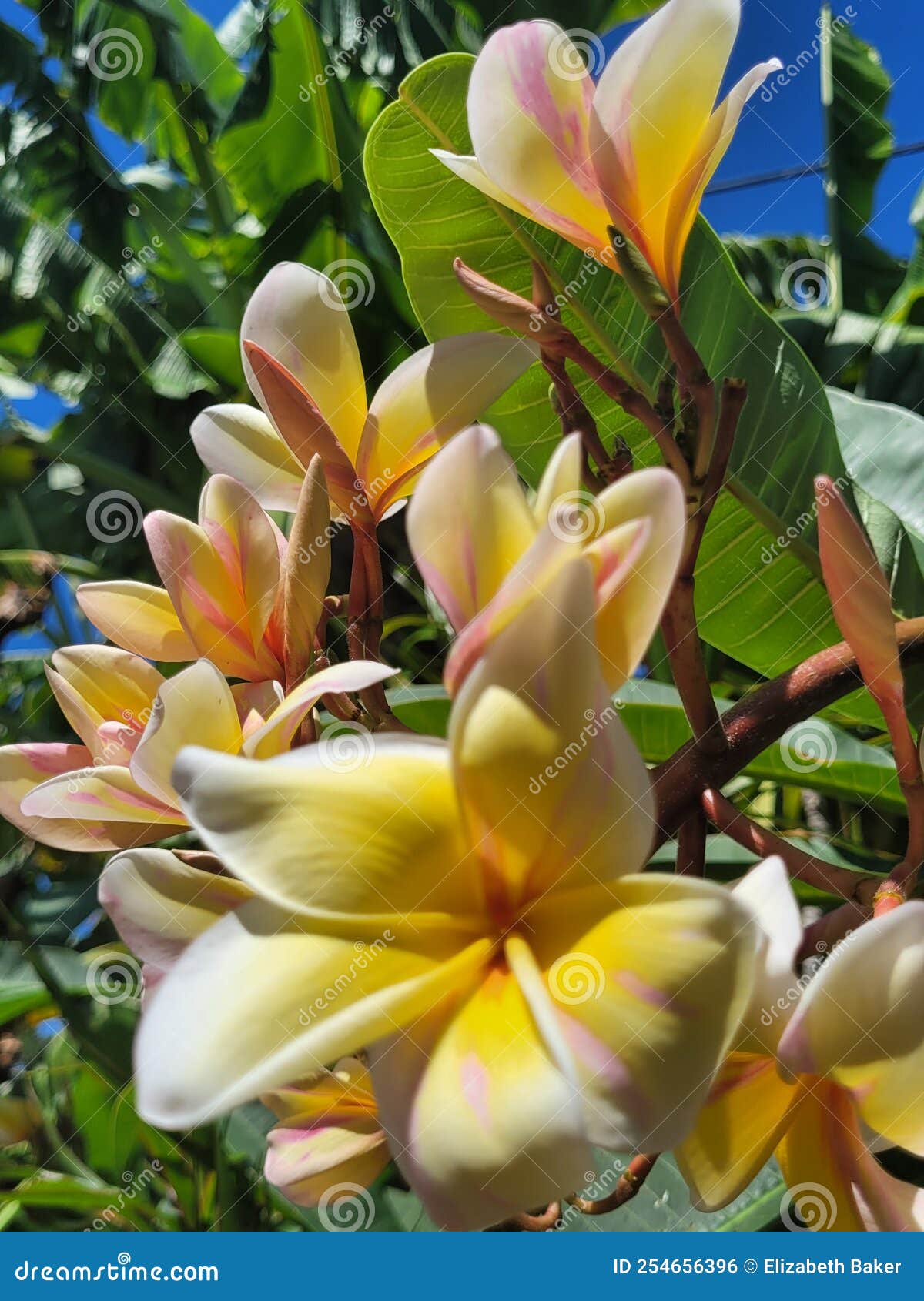 Florida flowers frangipani stock photo. Image of yellow 254656396