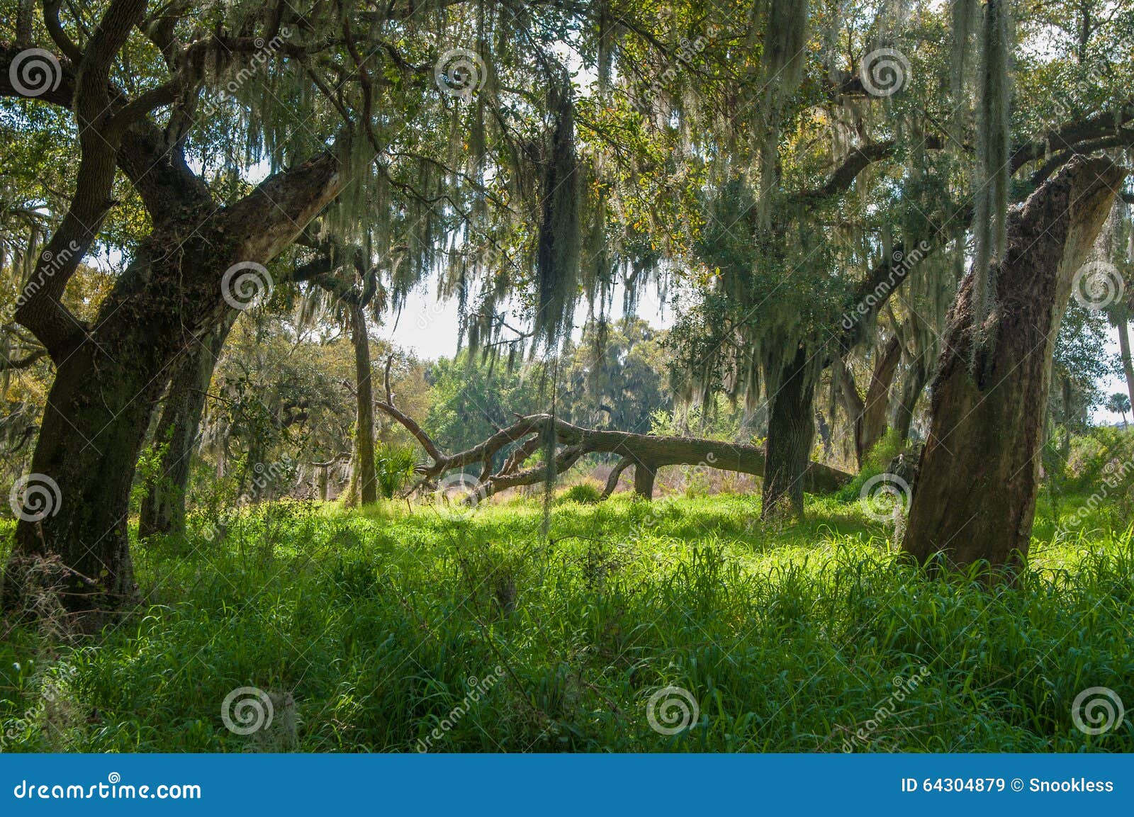 Florida Forest stock image. Image of sunlight, light 64304879