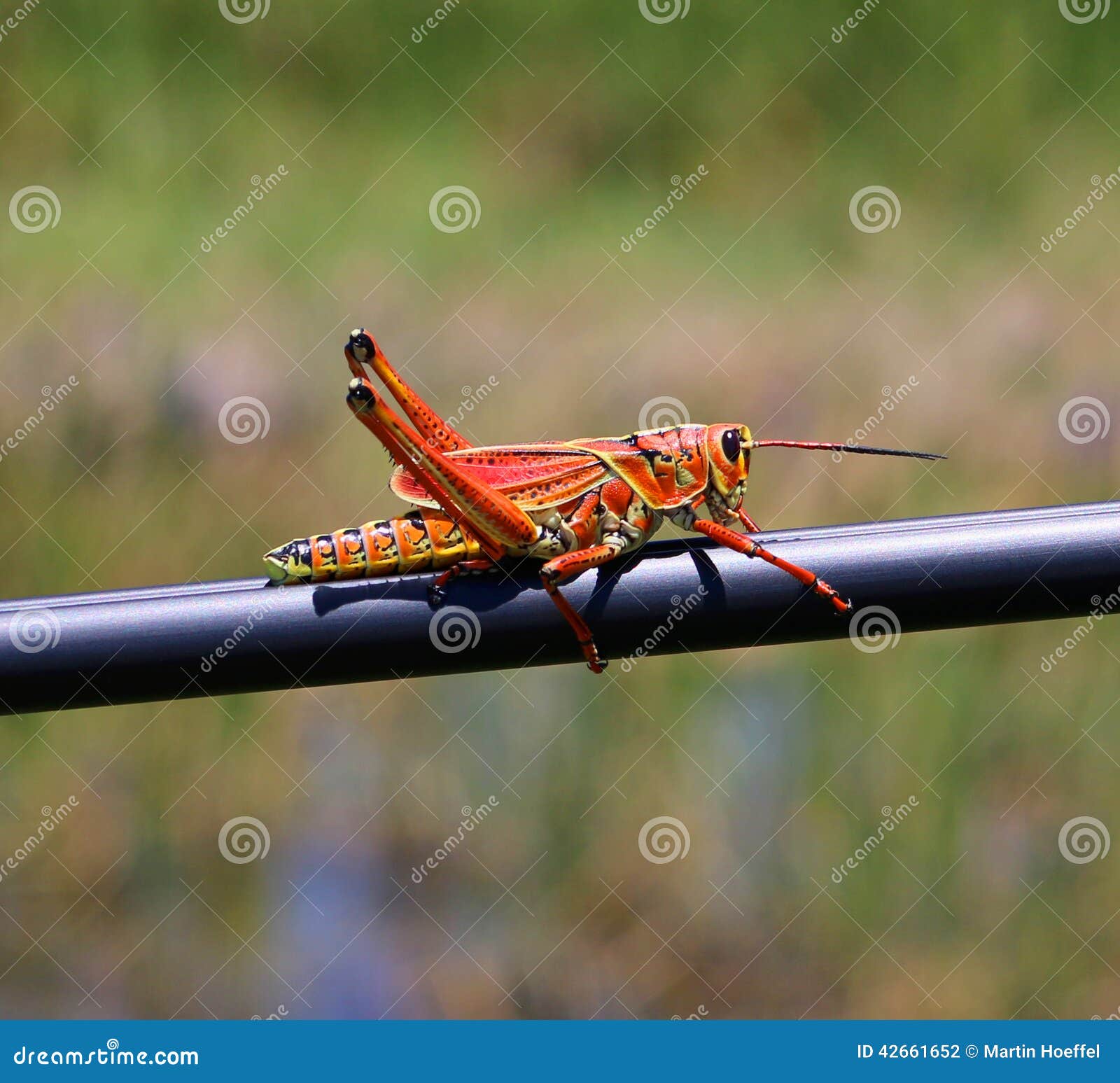 Florida stock photo. Image of south, landscape 42661652
