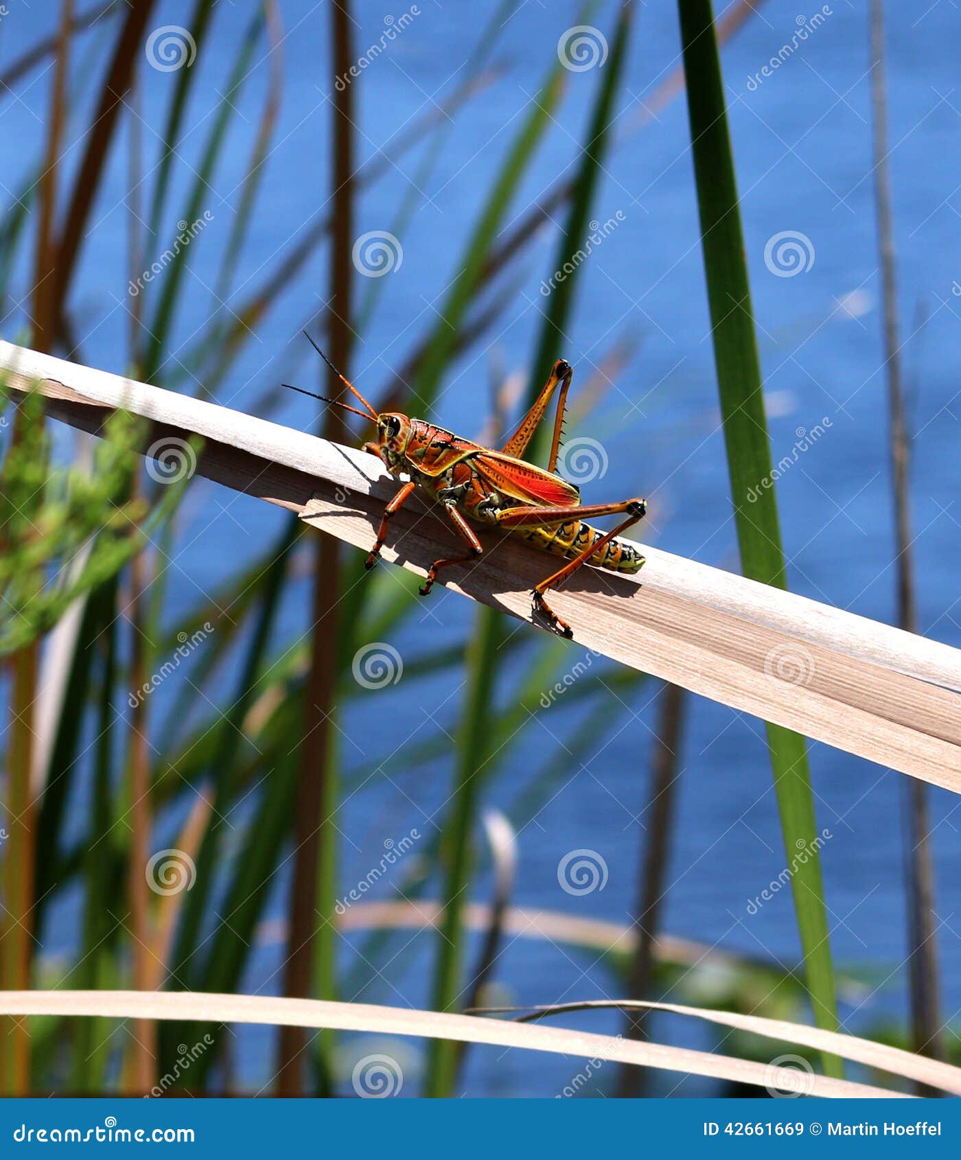Florida stock image. Image of large, invertebrate 42661669