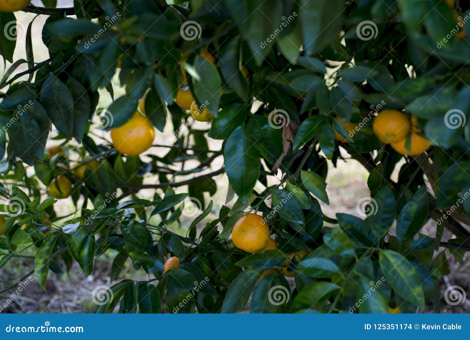 Orange Citrus Hanging On Branchs Stock Photo Image Of Grown
