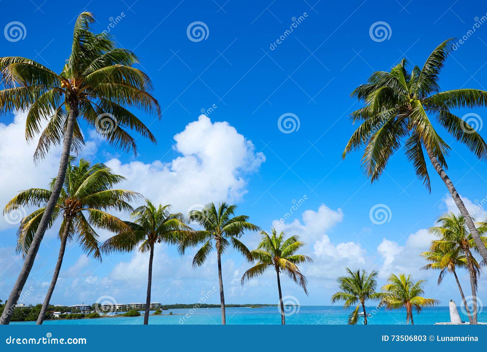 florida keys palm trees in sunny day florida us