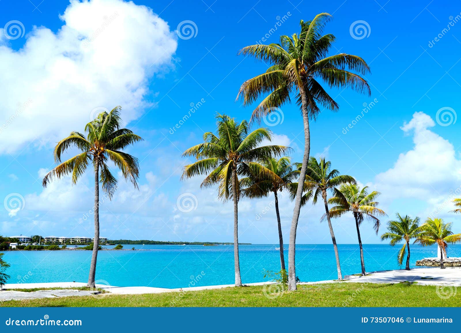 florida keys palm trees in sunny day florida us