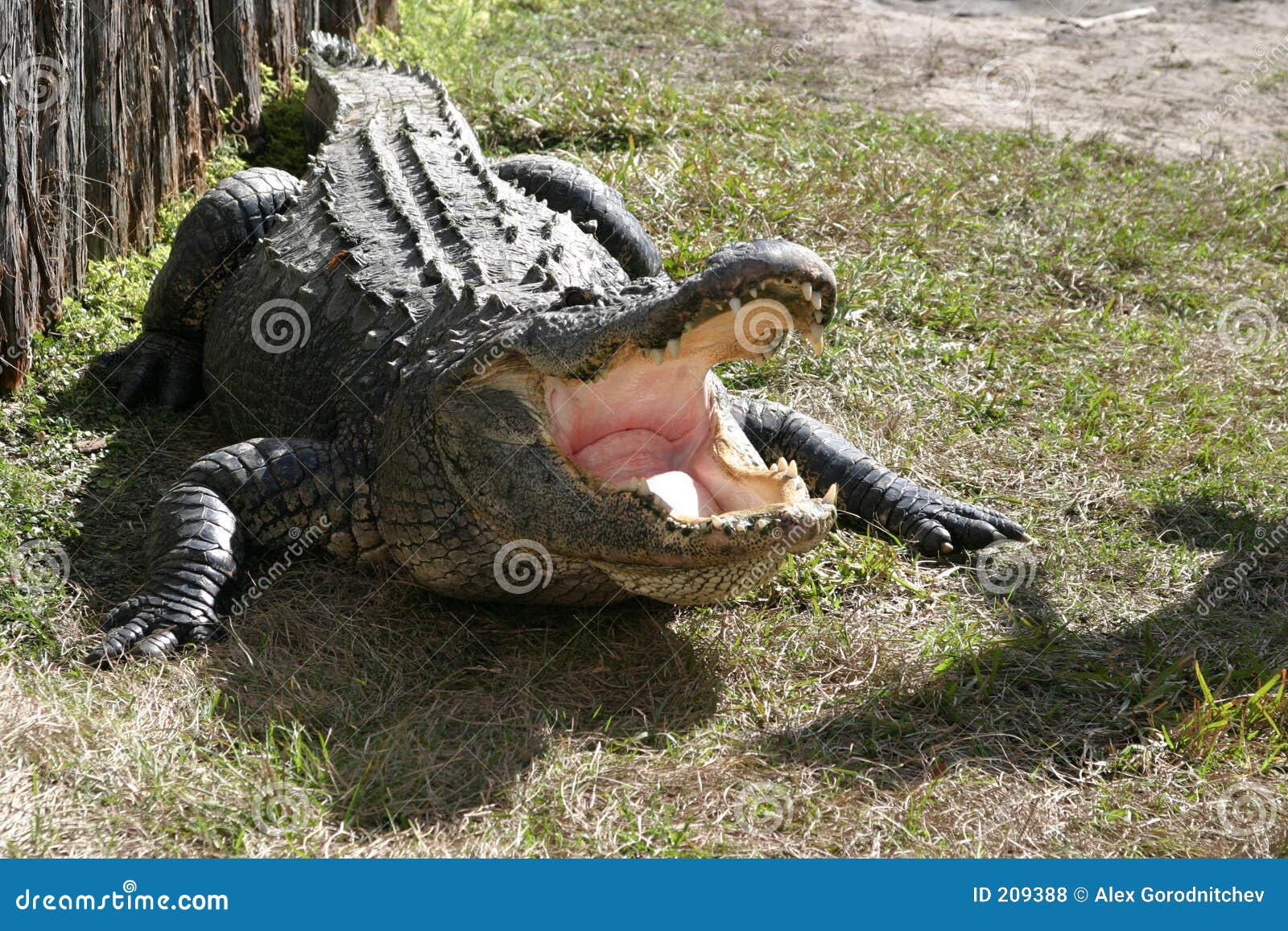 Florida-Krokodil. Gatorland Bauernhof