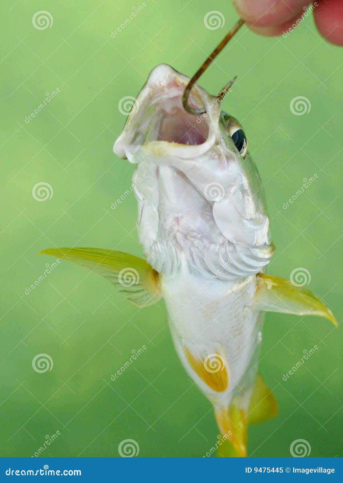 A Florida Lane Snapper on a Fish Hook Stock Image Image of light, catch 9475445